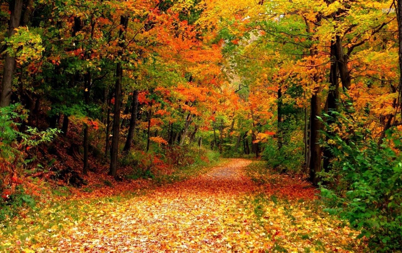 1280x810 Wunderbare Herbst Wald & Lane Hintergrundbilder. Wunderbare, Desktop