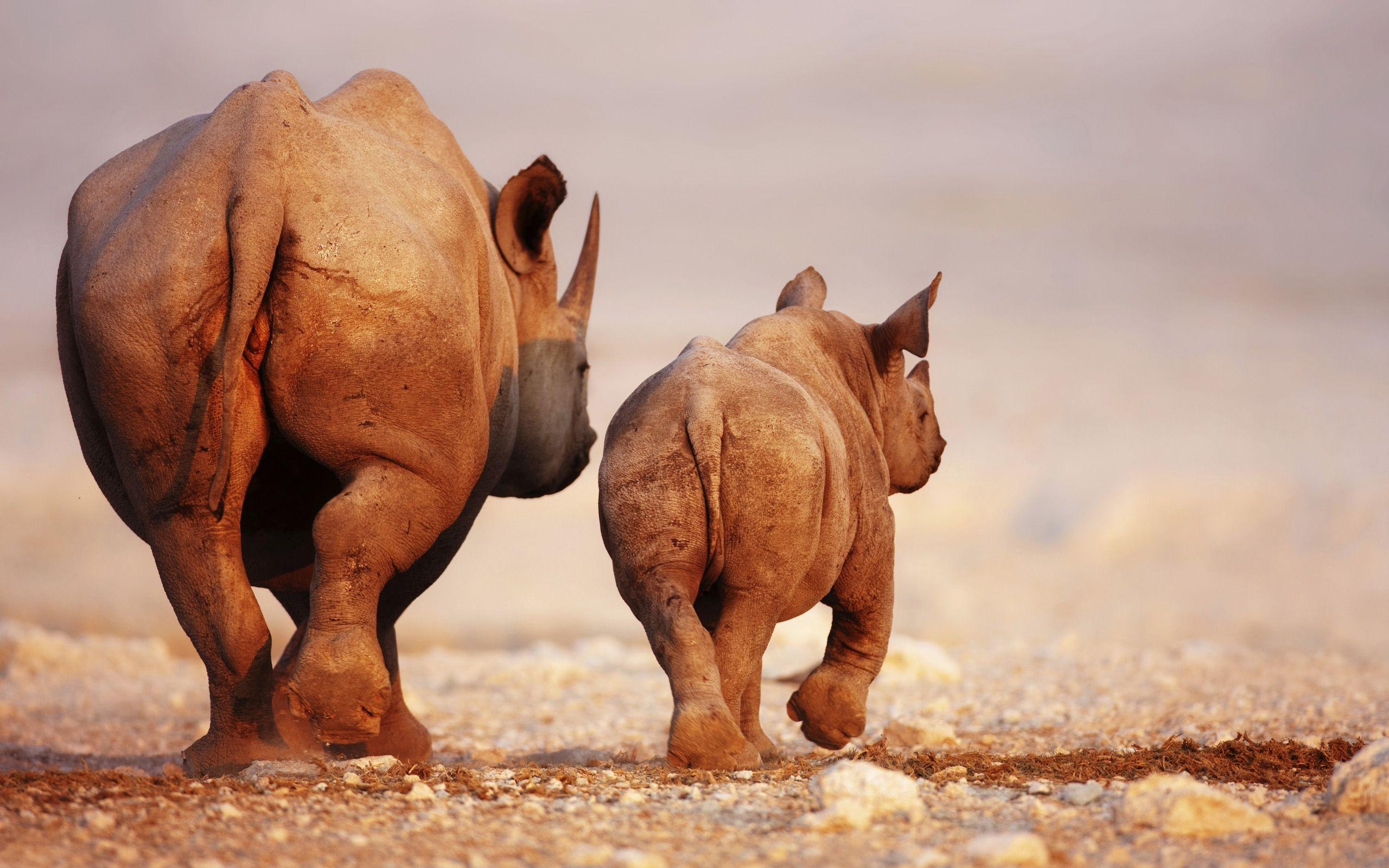 2560x1600 Awesome Rhino wallpaperx1600, Desktop