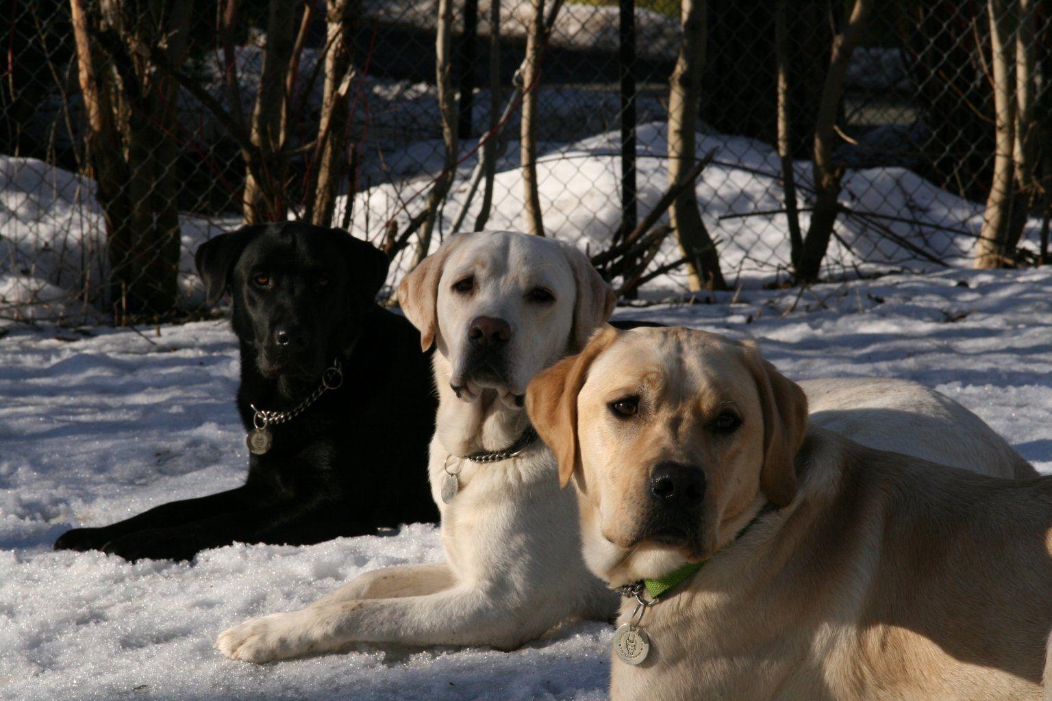 1540x1030 Labrador (Lab) Retriever Wallpaper, Puppy Picture, Breed Info, Desktop