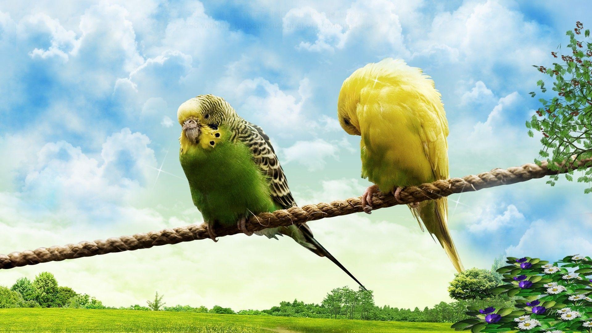 1920x1080 Love Birds Wallpaper, Desktop