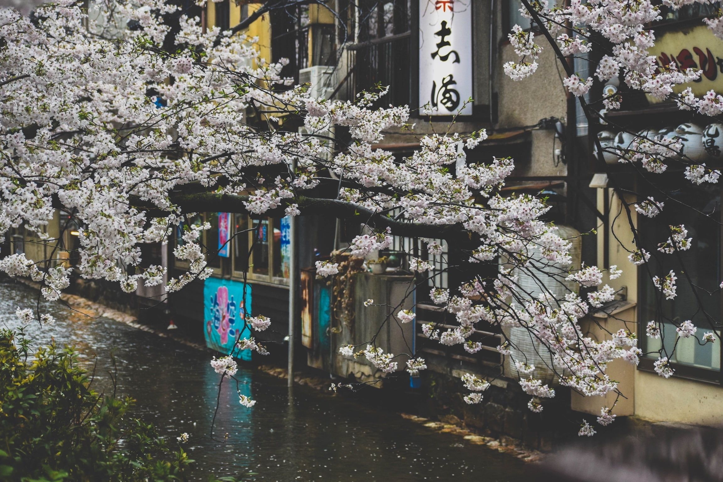 2310x1540 Japan #street #plants #rain #urban cherry blossom P #wallpaper #hdw. Cute laptop wallpaper, Computer wallpaper desktop wallpaper, Android wallpaper vintage, Desktop