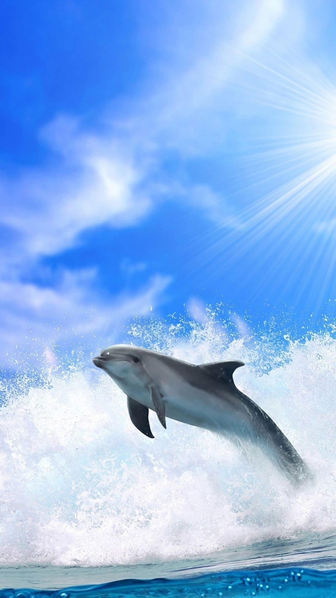 1080x1920 Best Dolphin iPhone Wallpaper, Phone