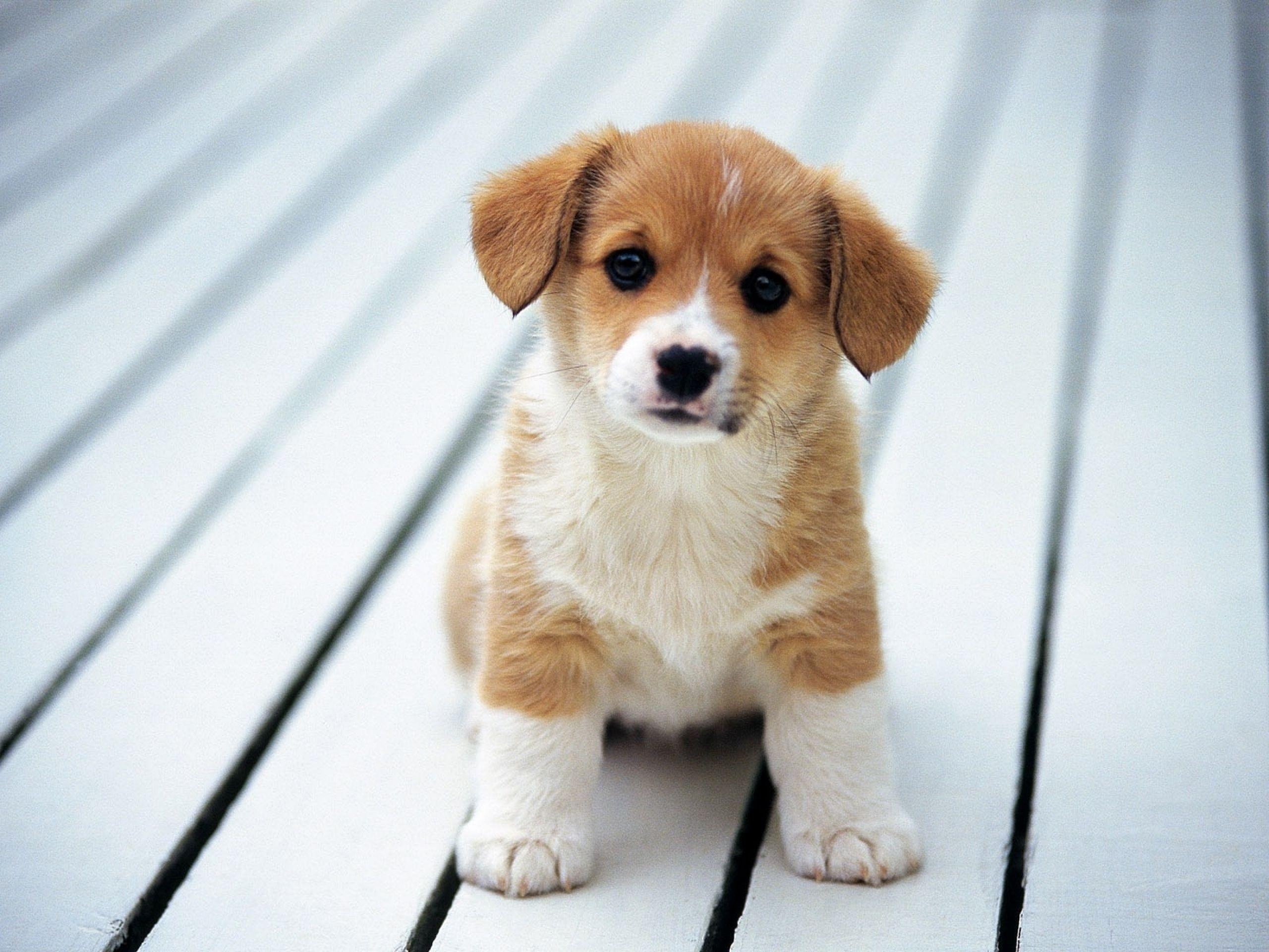 2560x1920 Dogs HD Wallpaper and Background, Desktop