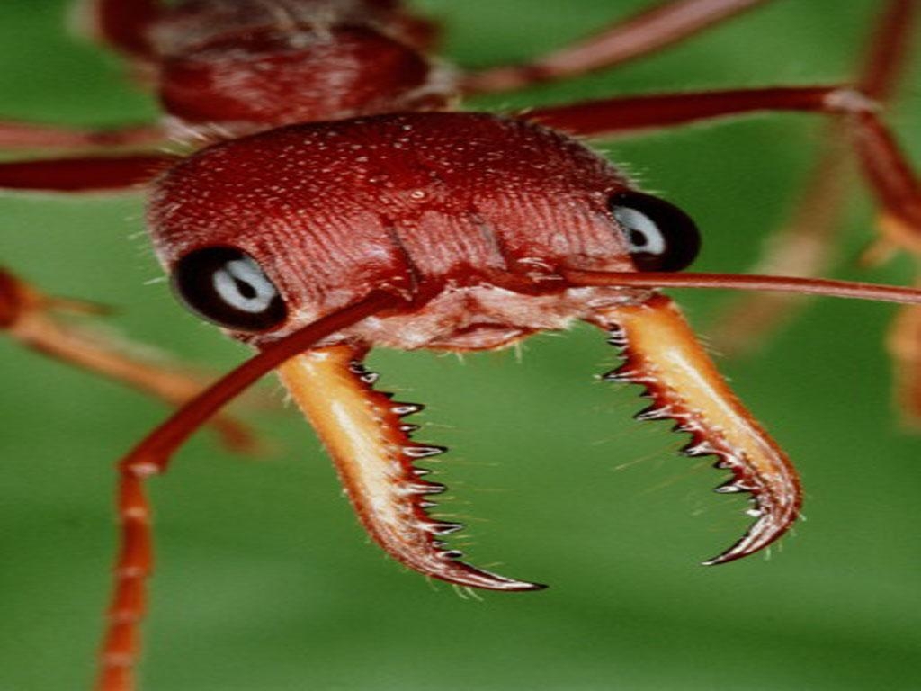 1030x770 Giant Ant, Desktop