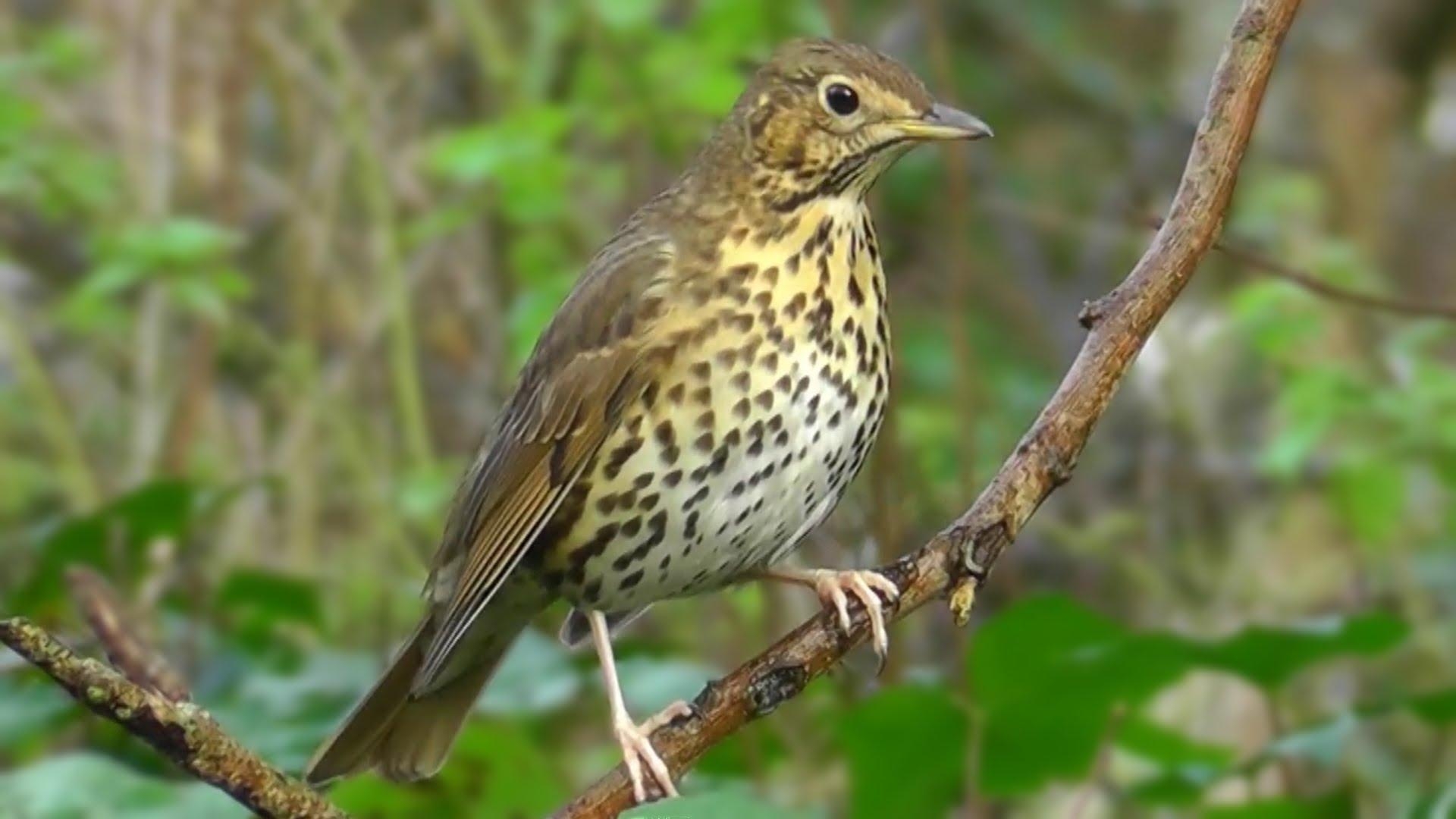 1920x1080 Thrush Wallpaper. Thrush Wallpaper, Desktop