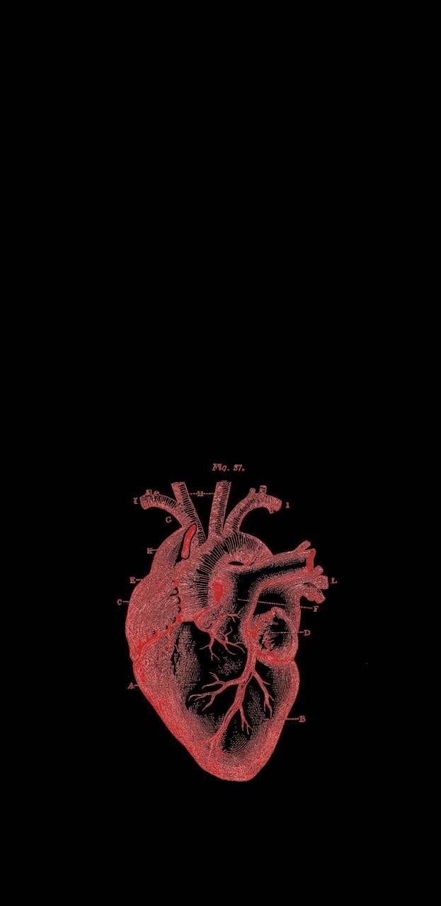 630x1280 Medical Heart Wallpaper Free Medical Heart Background, Phone