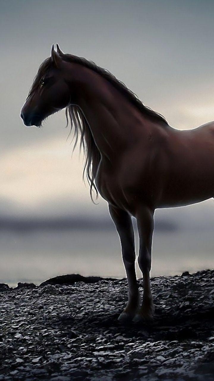 720x1280 Animal Horse Mobile Wallpaper. Konie, Zwierzęta, Jazda konna, Phone