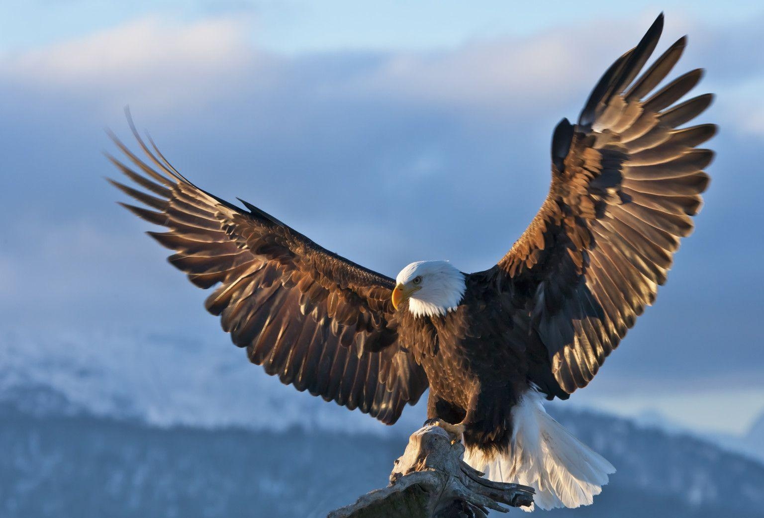 1540x1050 Eagle wallpaper, Animal, HQ Eagle pictureK Wallpaper, Desktop