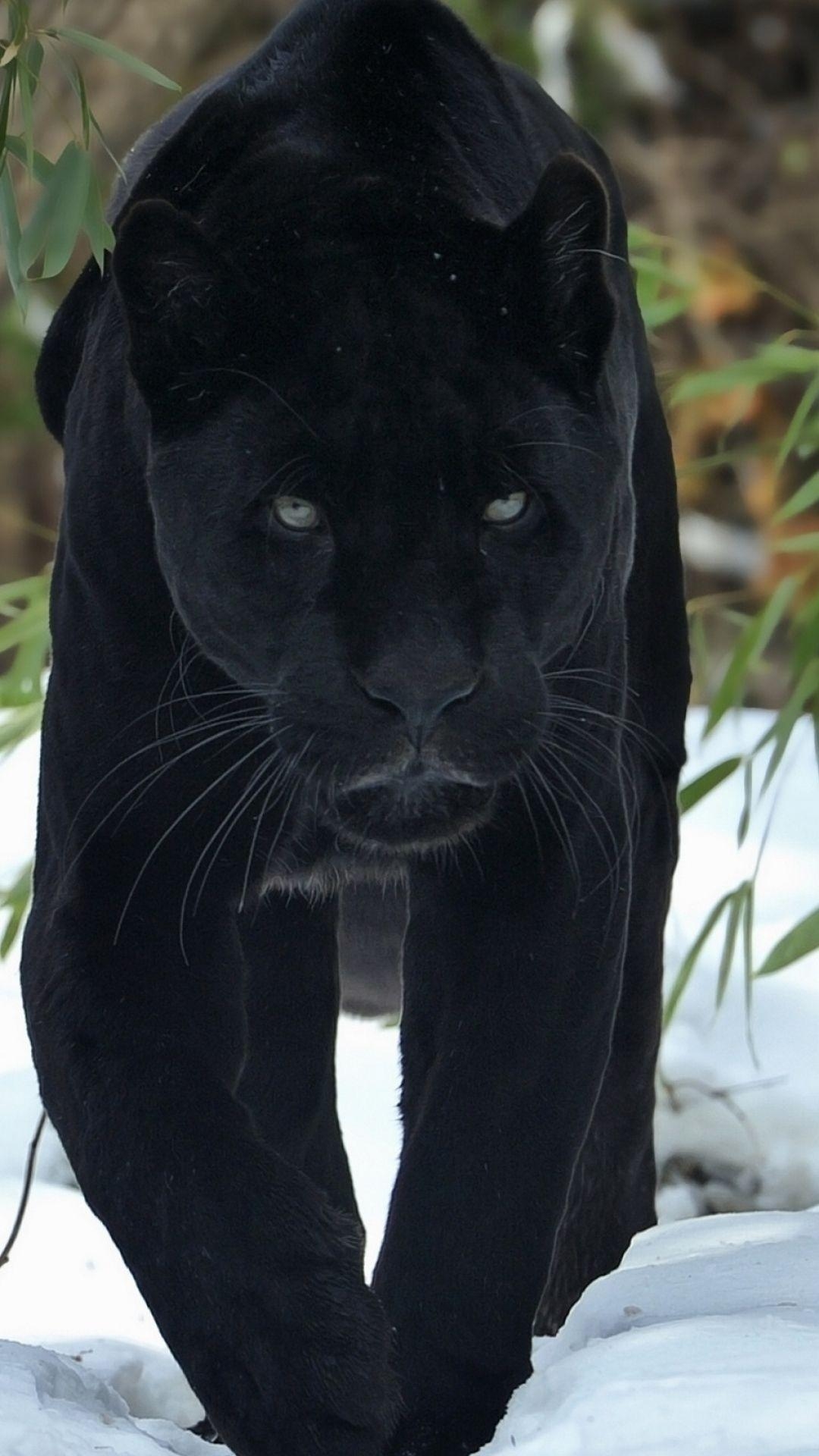 1080x1920 Animal Black Panther () Wallpaper, Phone