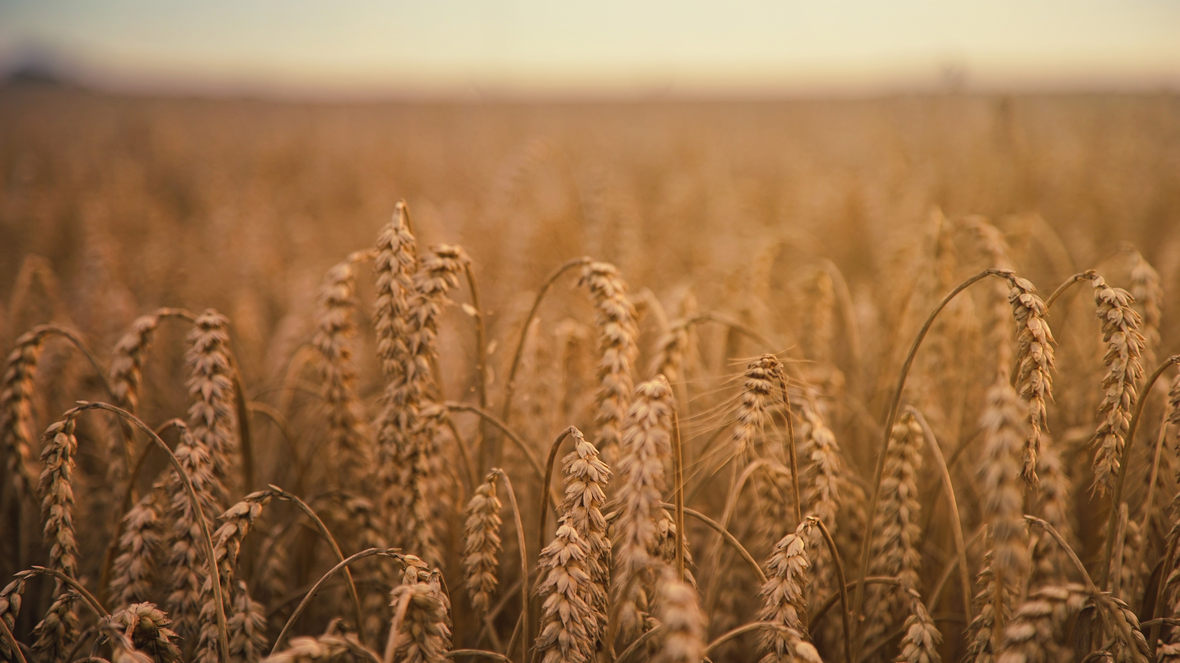 3840x2160 Wallpaper Ripe wheat, field  UHD 4K Picture, Image, Desktop