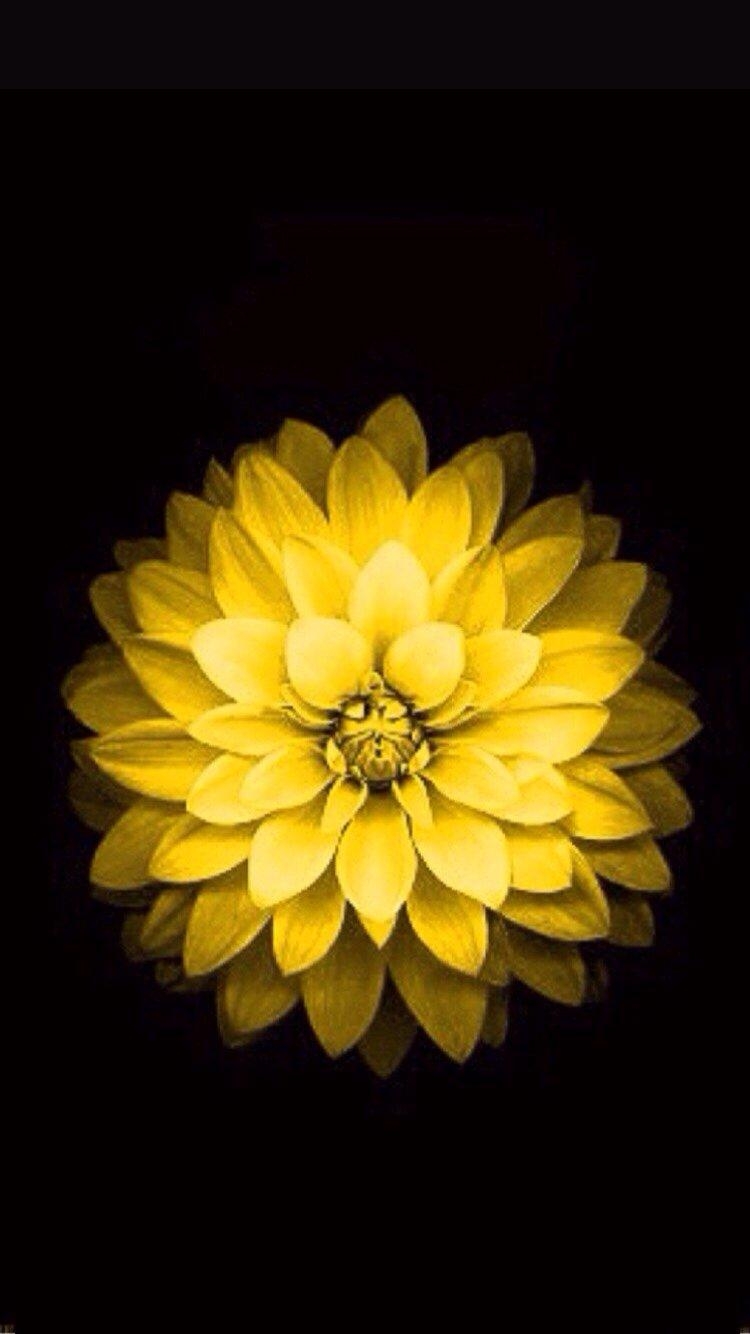 750x1340 How do I get the iPhone 6 flower wallpaper from the Apple website, Phone