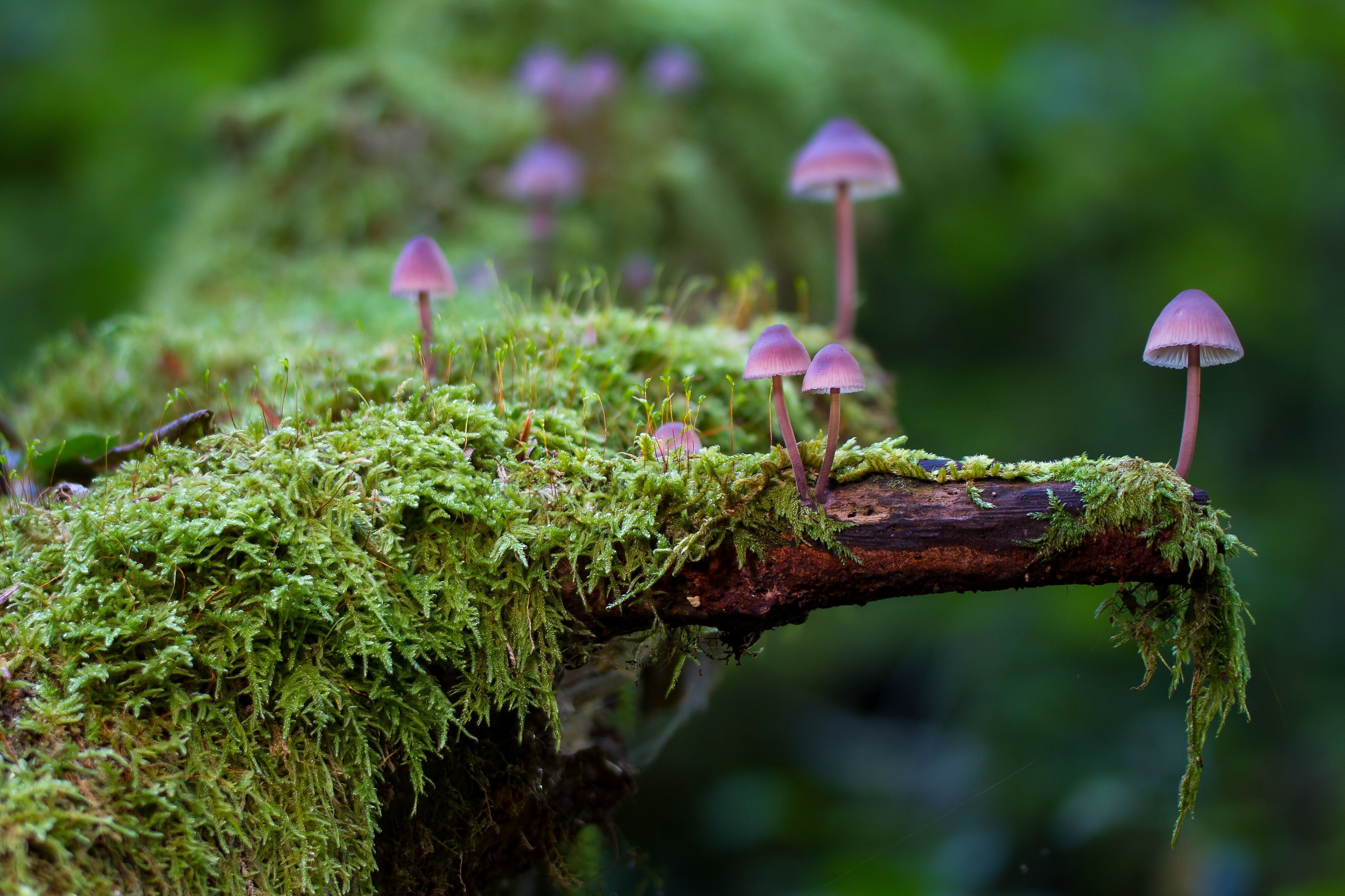 4060x2710 Mushroom Wallpaper Free Mushroom Background, Desktop