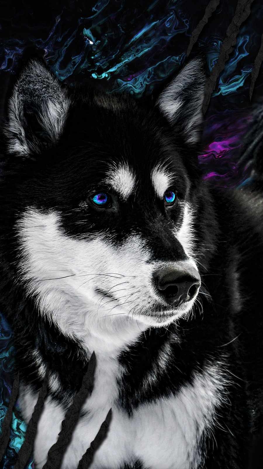 900x1600 Husky Dog IPhone Wallpaper Wallpaper, iPhone Wallpaper, Phone