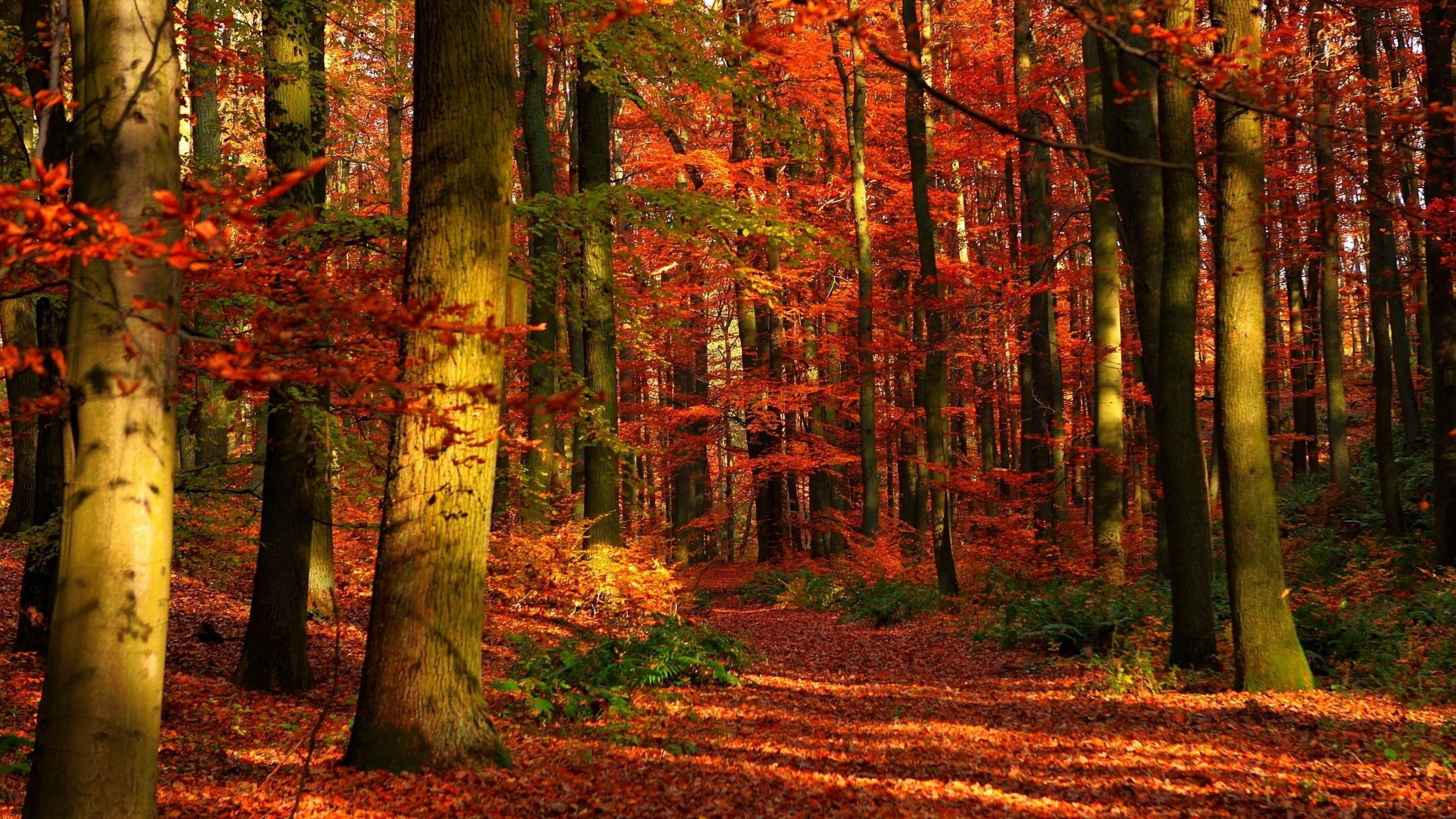 3840x2160 Autumn Wallpaper Free 3840 X 2160 Autumn, Desktop