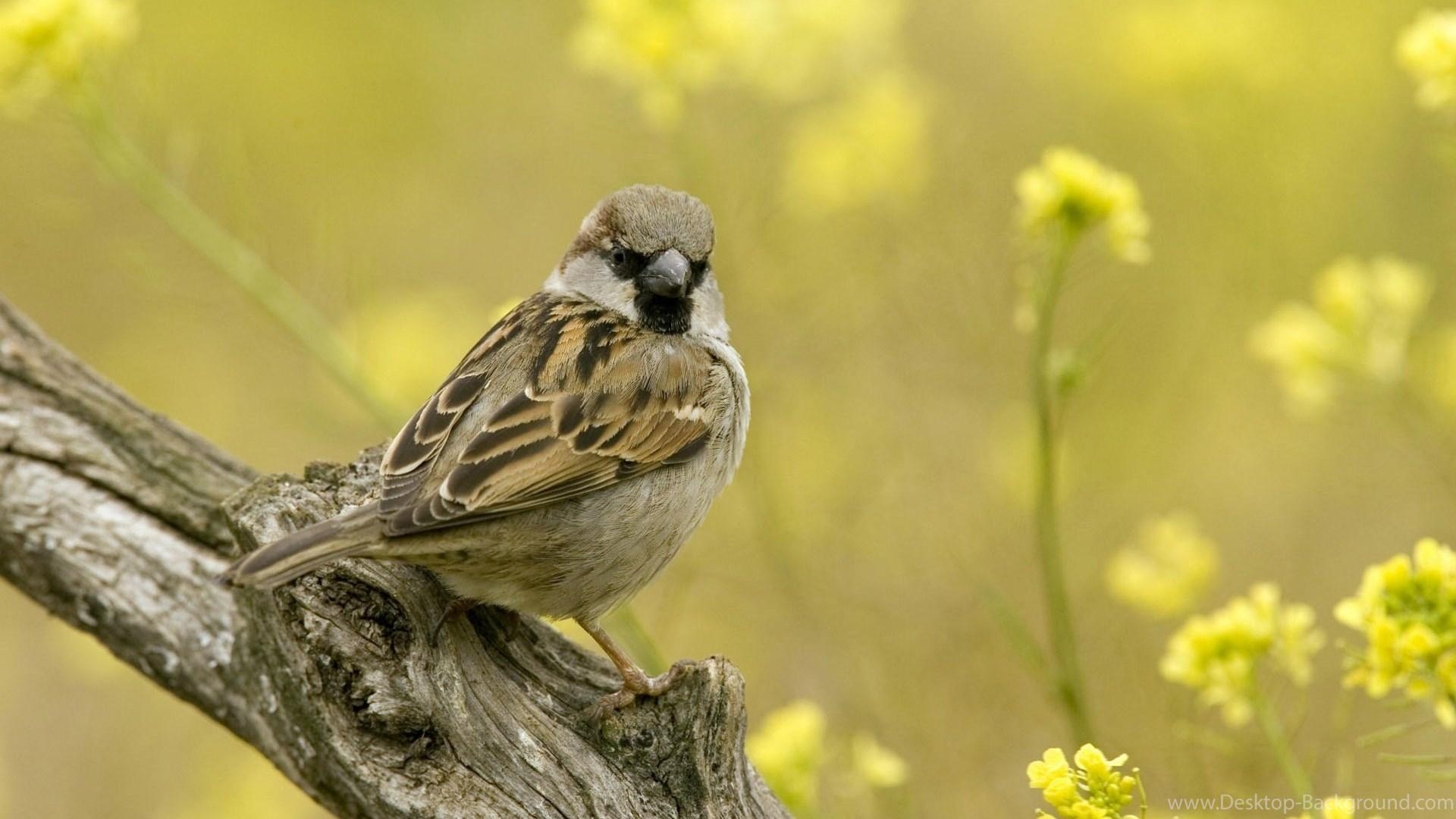 1920x1080 Sparrow Wallpaper HD Desktop Background, Desktop