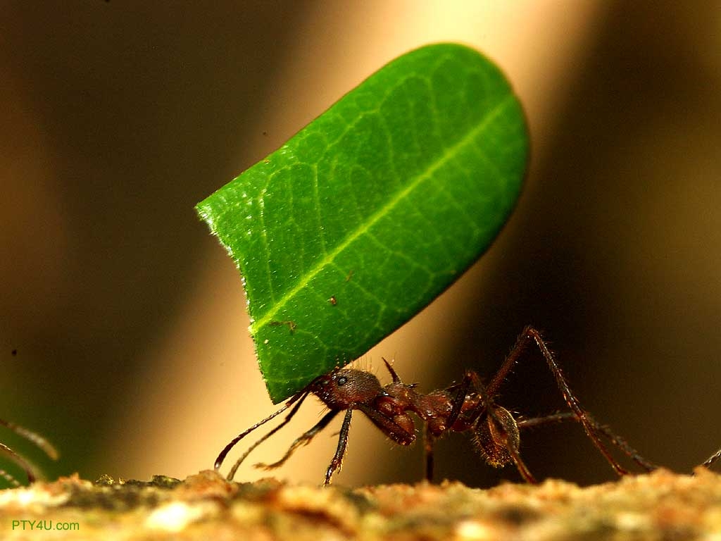 1030x770 Kumpulan Ikan 2000: Ants Wallpaper, Desktop