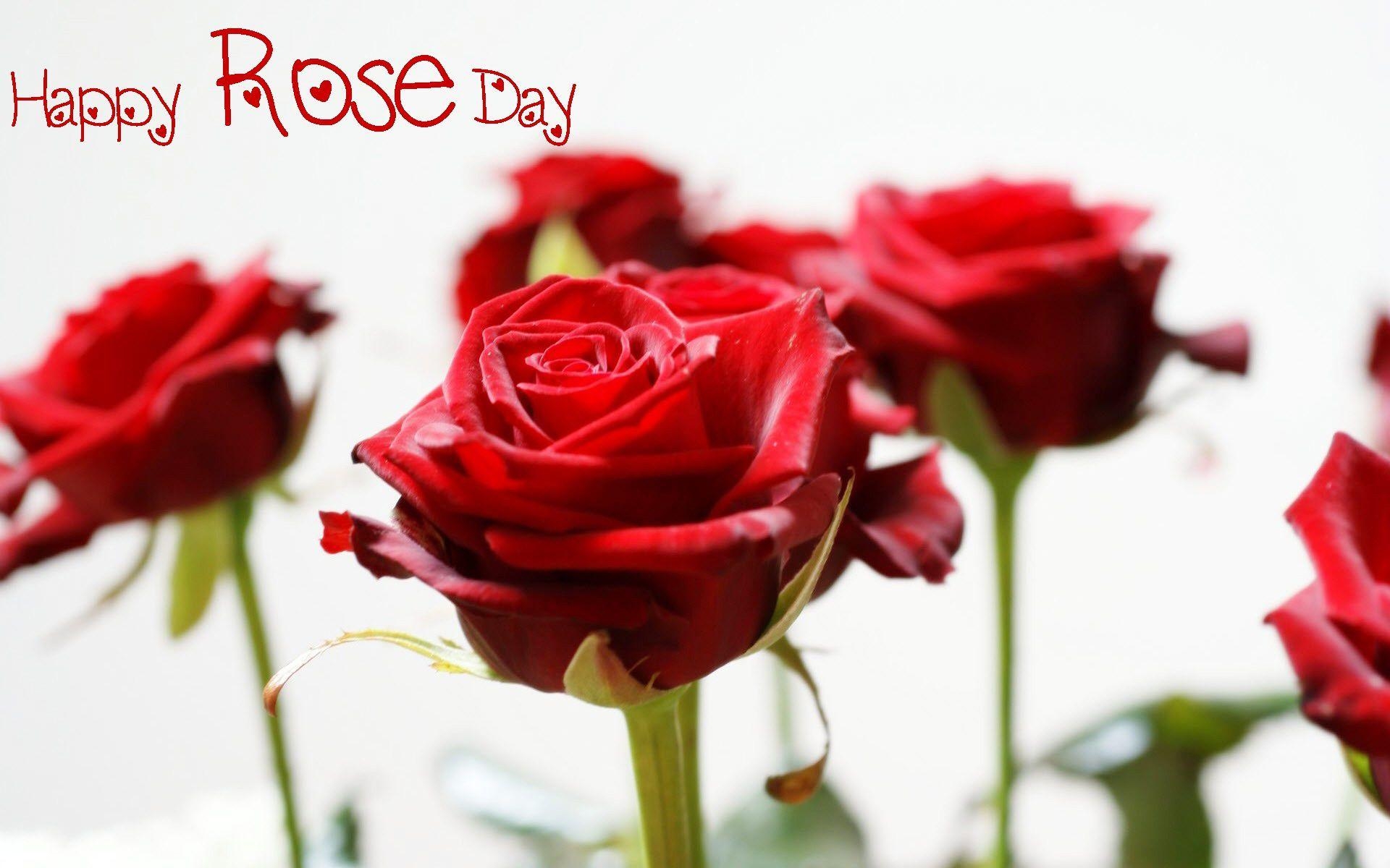 1920x1200 Rose Day Wallpaper for Mobile, Desktop