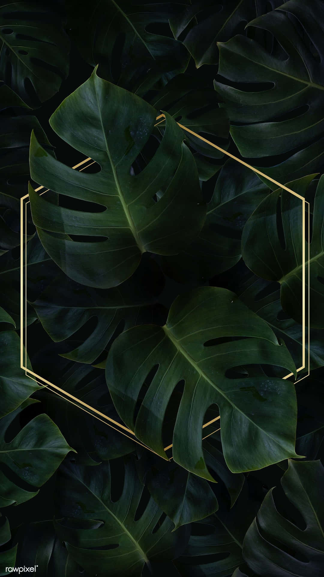 1080x1920 Download Hex Frame On Monstera Plant Phone Wallpaper, Phone