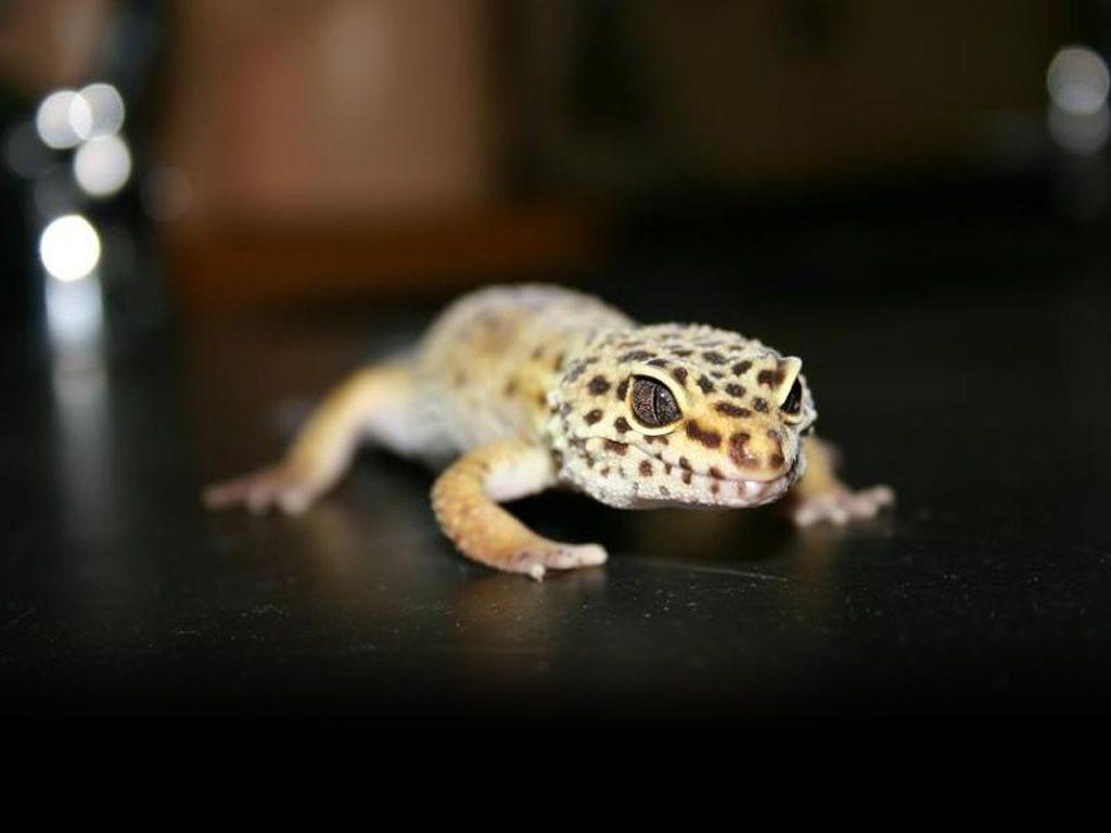 1030x770 Leopard Gecko Wallpaper, Desktop