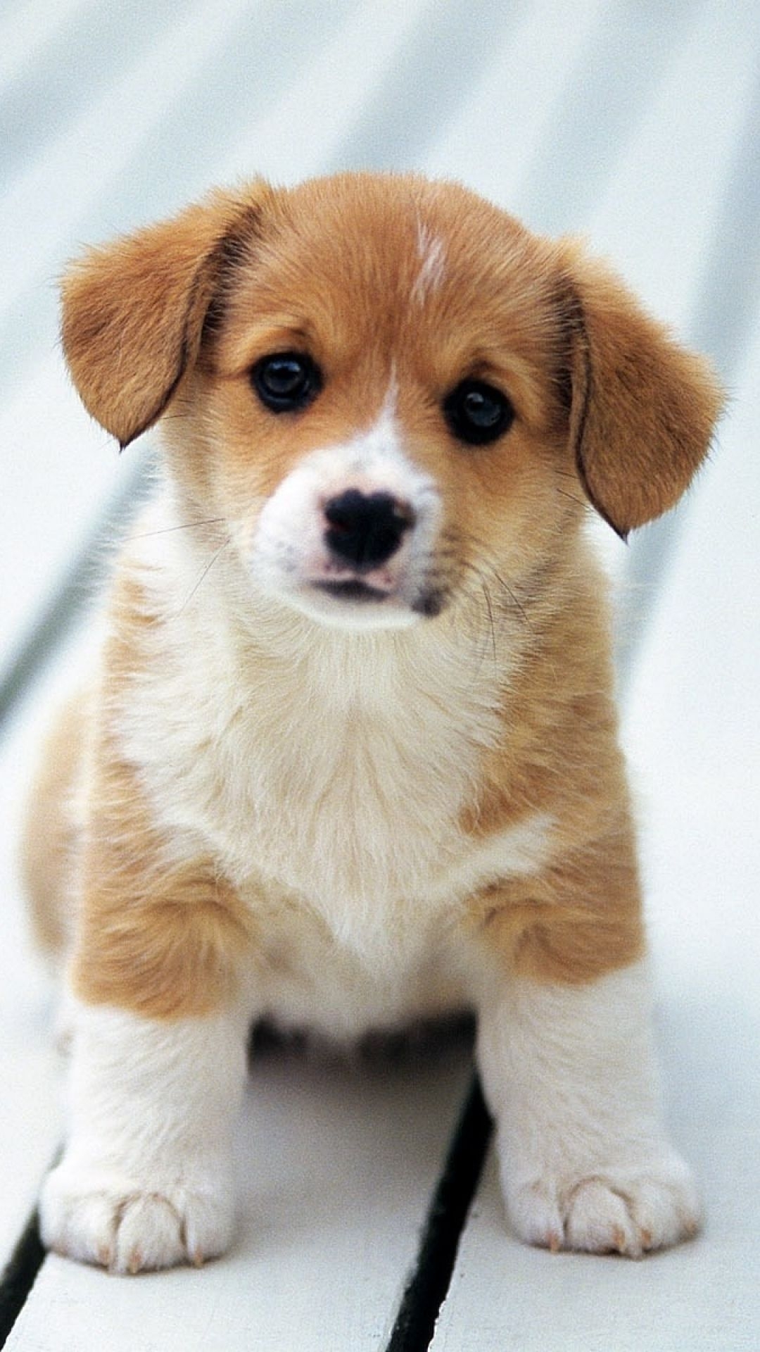 1080x1920 Puppy iPhone Wallpaper, Dog Mobile Phone Background, Phone