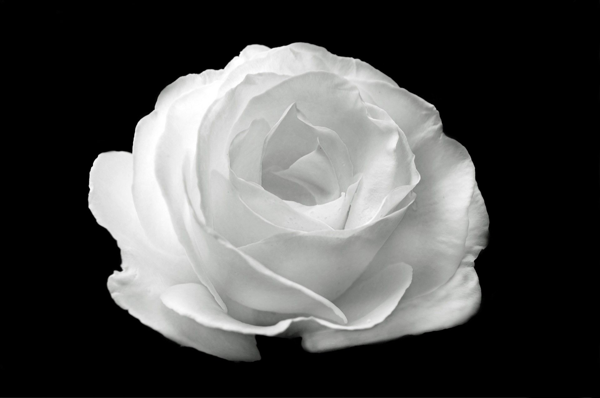 1920x1280 black and white rose wallpaper لم يسبق له مثيل الصور + tier3.xyz, Desktop