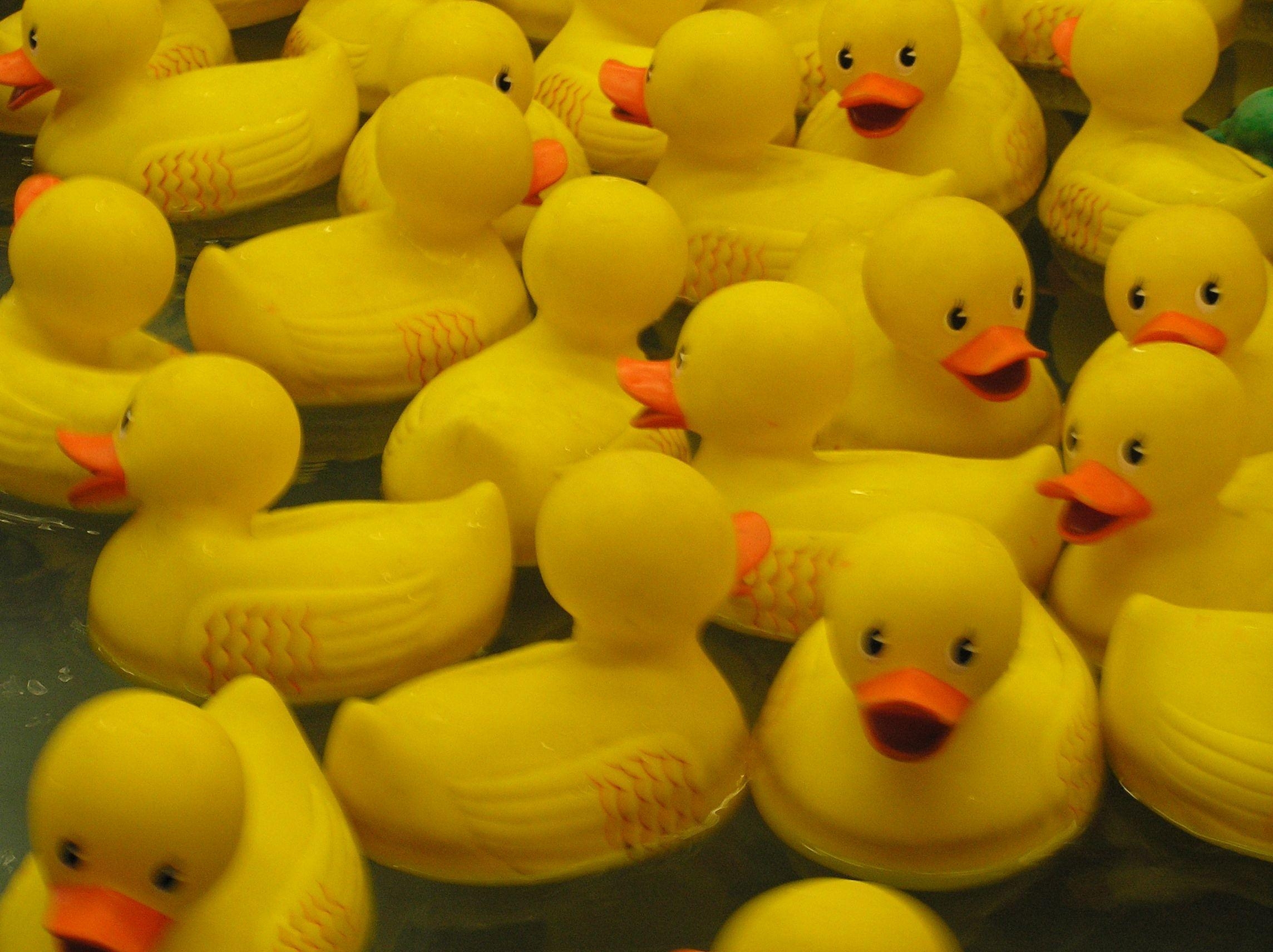 2290x1720 Photo of rubber ducks, Desktop