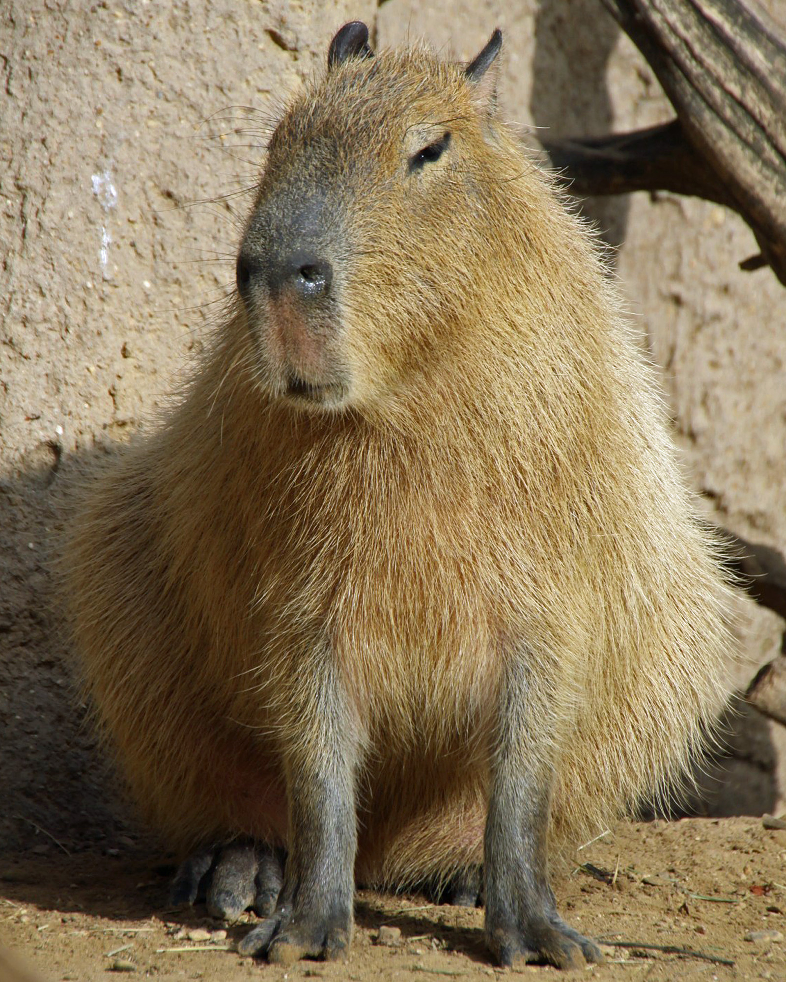 1600x2000 Capybara Wallpaper High Quality, Phone