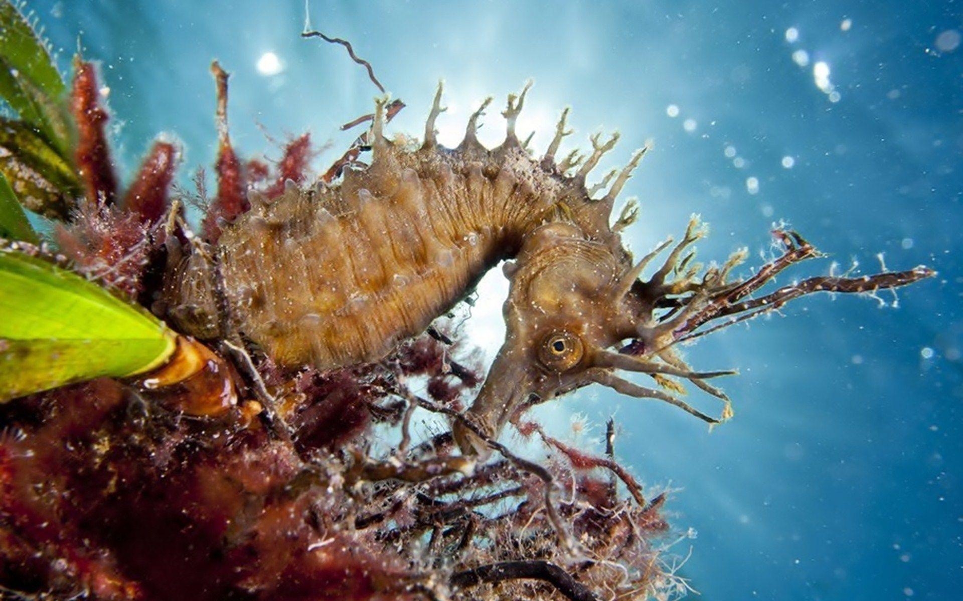 1920x1200 sea horse Computer Wallpaper, Desktop Background  Id, Desktop