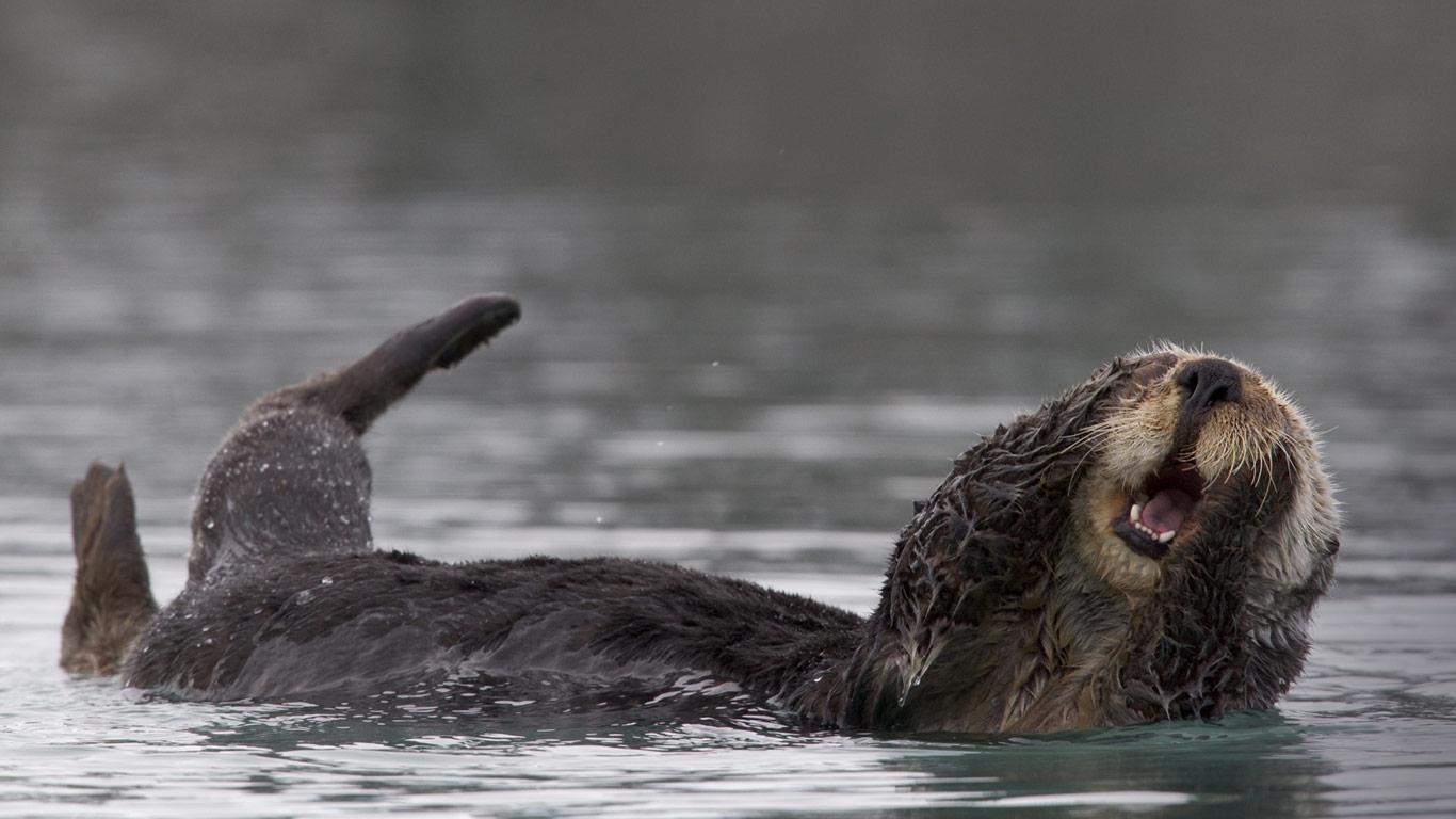 1370x770 Alaska Sea Otter. Desktop Wallpaper HD in High Resolution Free, Desktop