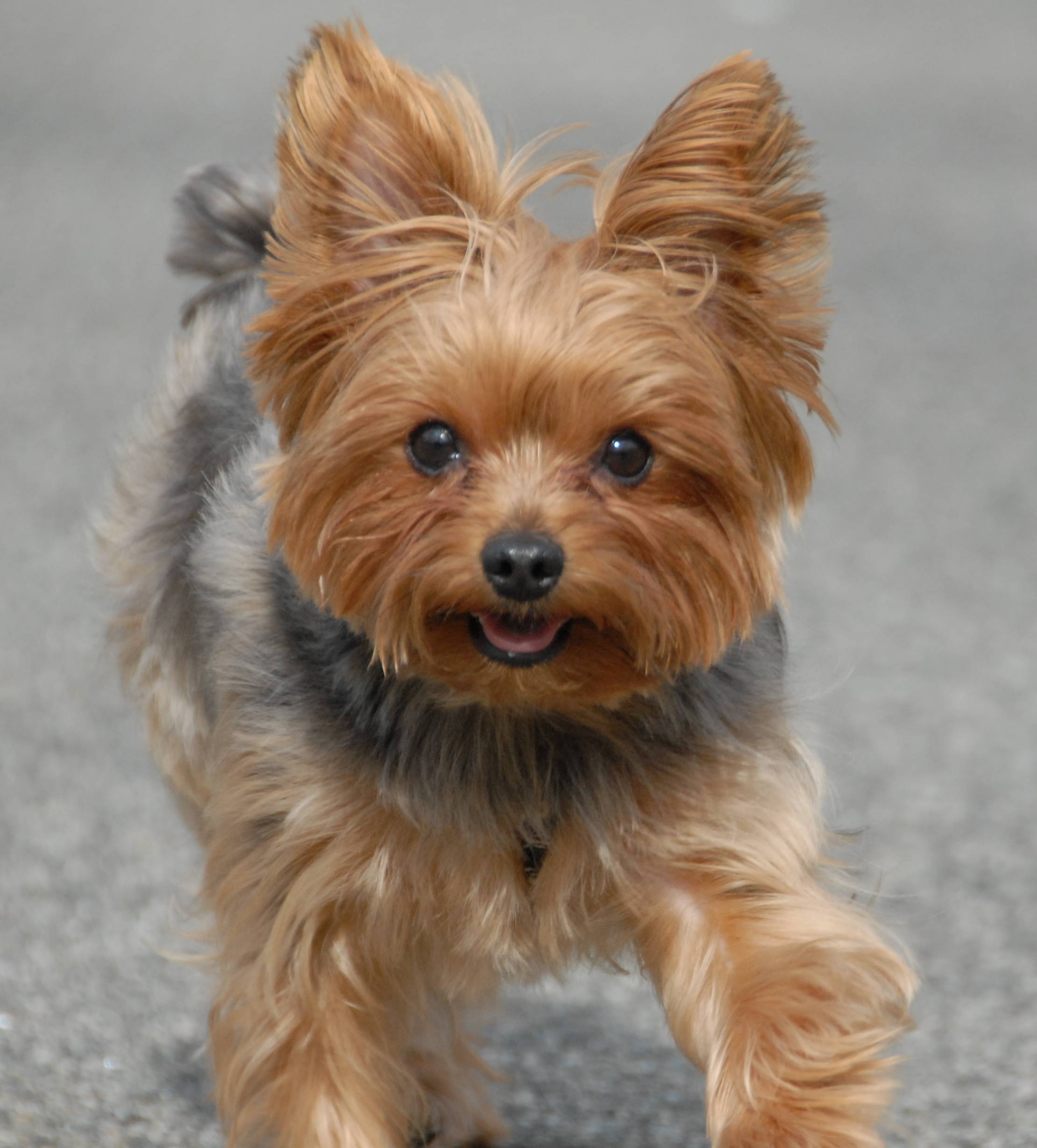 2220x2460 Yorkie Terriers (Yorkies) Wallpaper, Phone