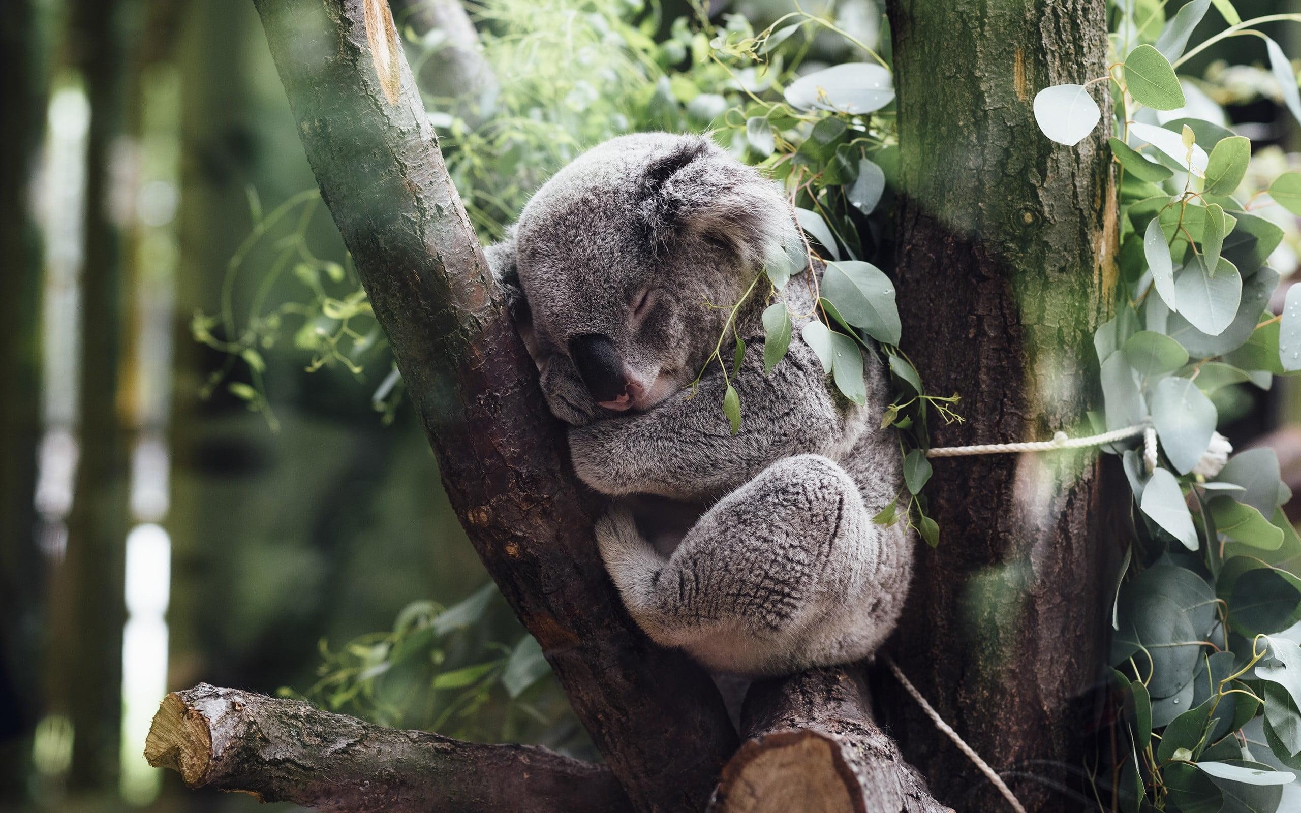 2560x1600 Gray koala, animals, koalas HD wallpaper, Desktop