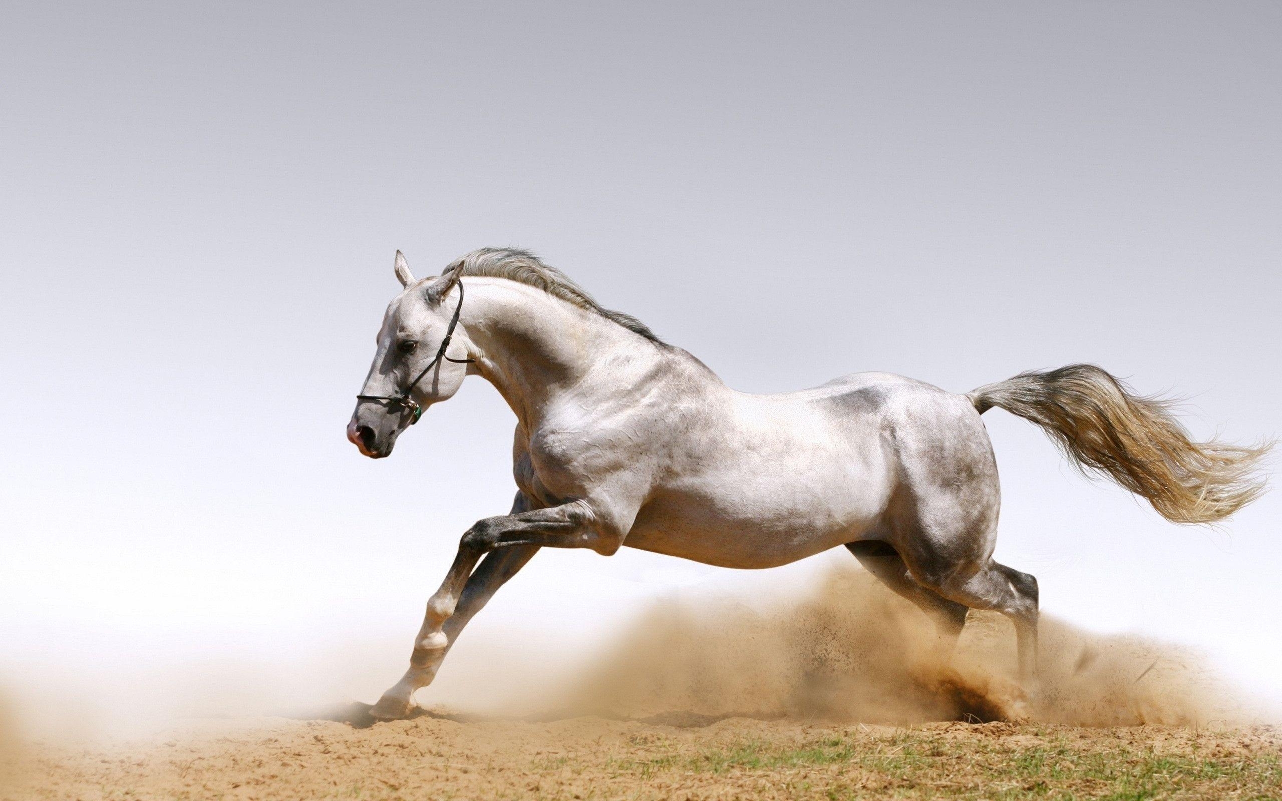 2560x1600 White Horse Wallpaper, Desktop