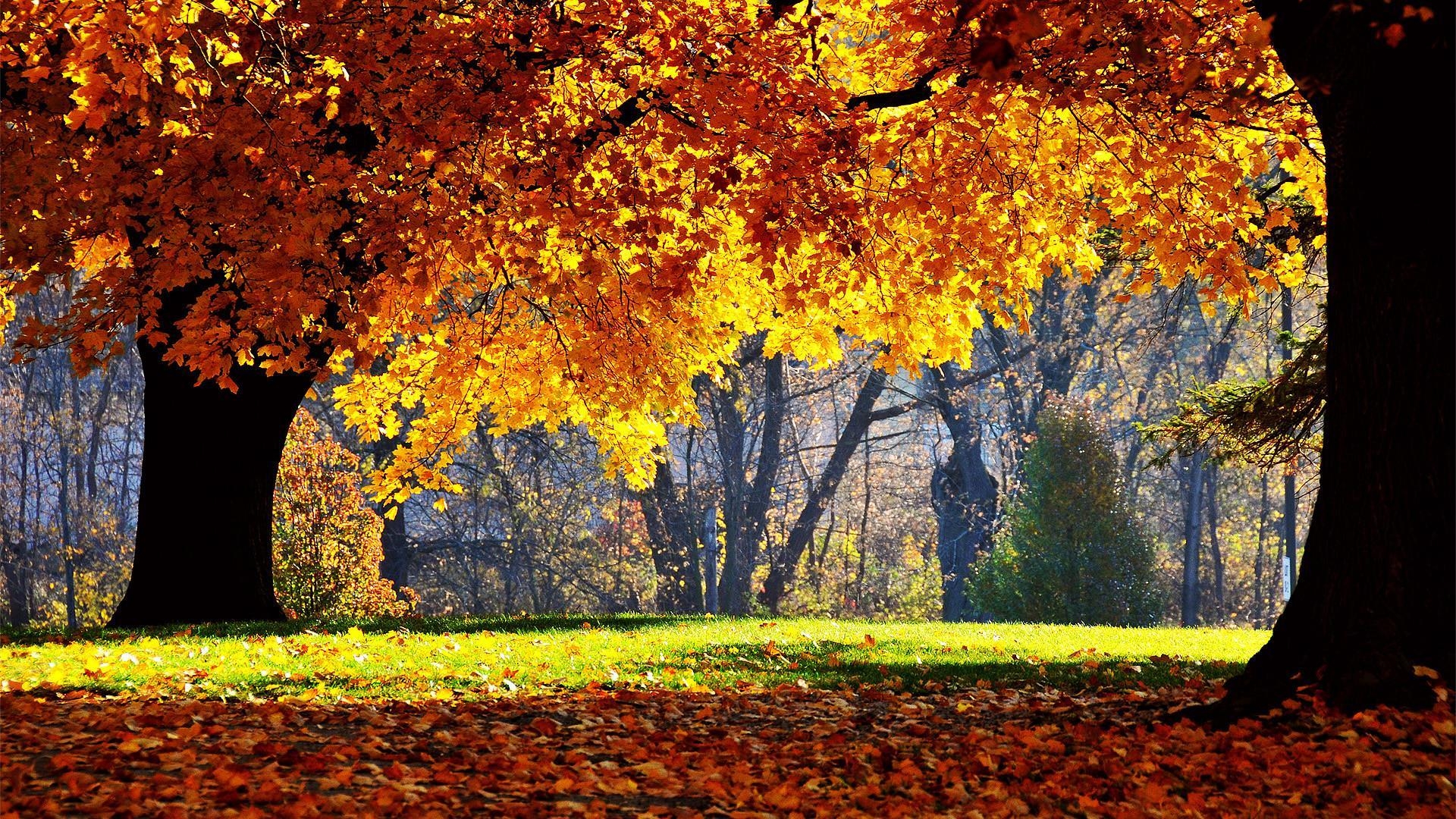 1920x1080 Herbst Wallpaper HD, Desktop