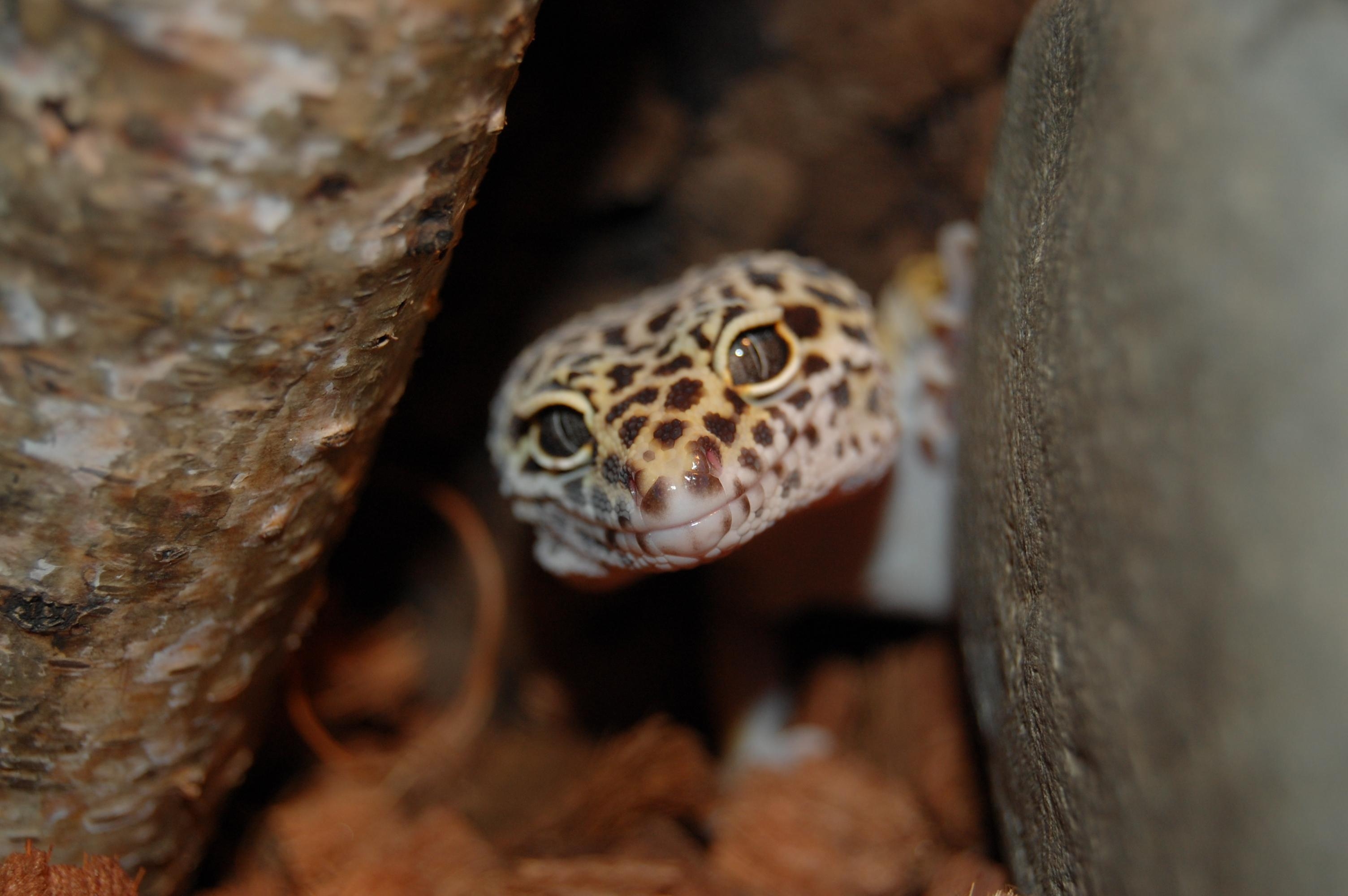 3010x2000 Leopard Gecko Wallpaper HD Download, Desktop