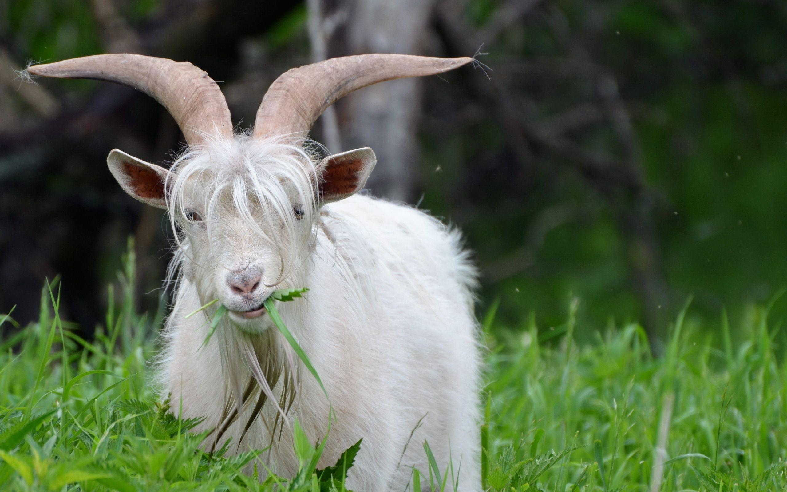 2560x1600 Goat HD Wallpaper, Desktop