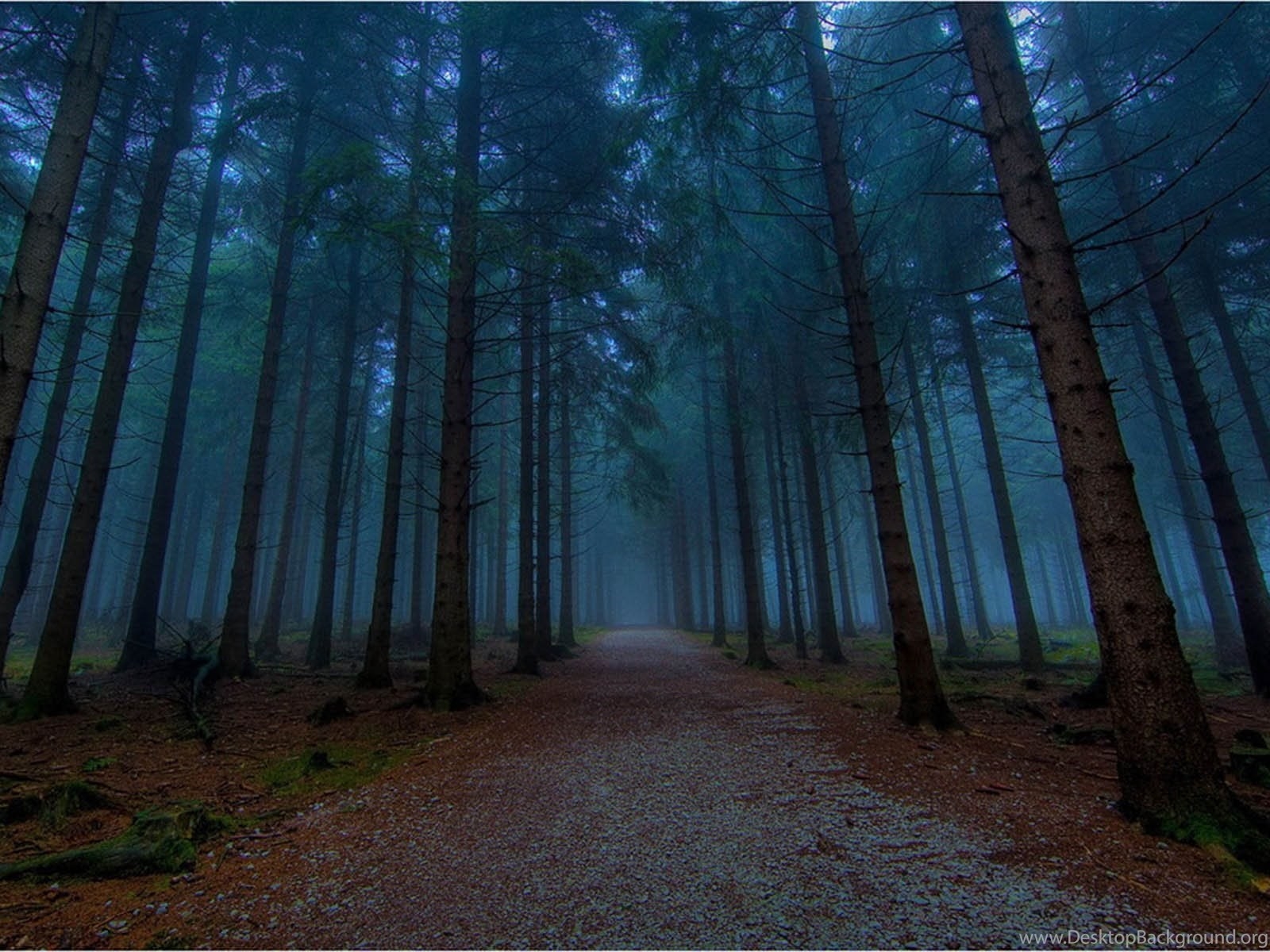 1600x1200 Wallpaper: Twilight Forest Desktop Background, Desktop