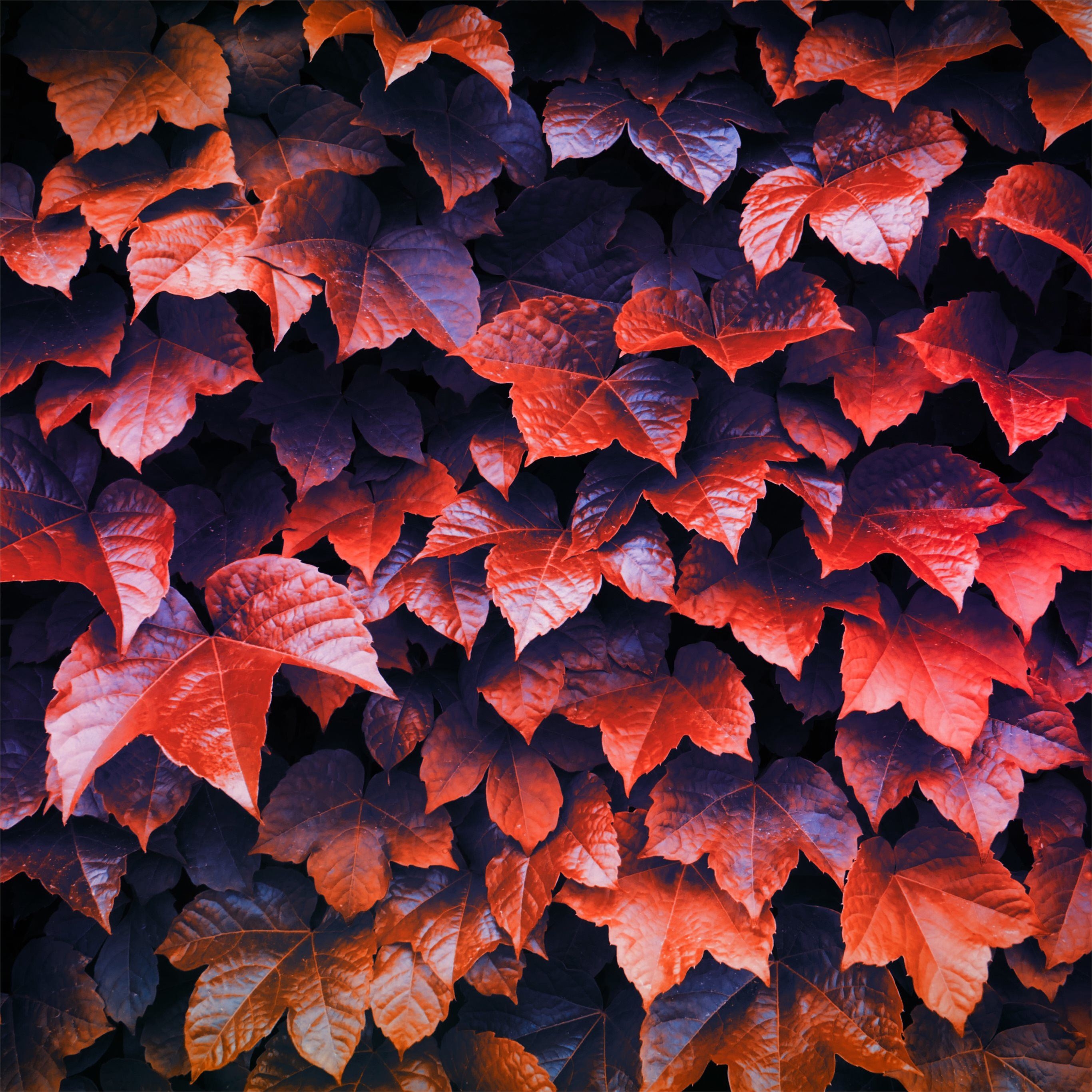 2740x2740 Best Autumn iPad Pro HD Wallpaper, Phone