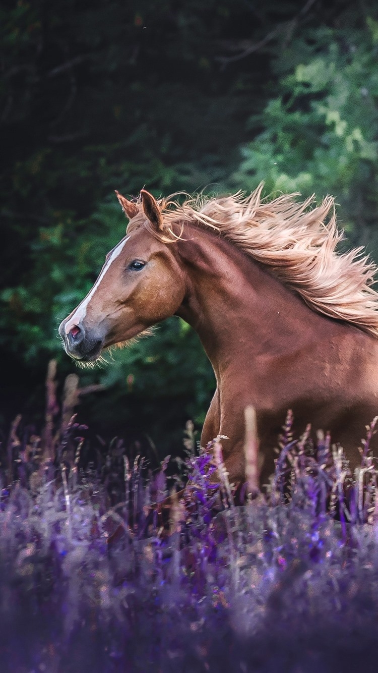 750x1340 Brown Horse Running, Lavender Flowers 828x1792 IPhone 11 XR Wallpaper, Background, Picture, Image, Phone