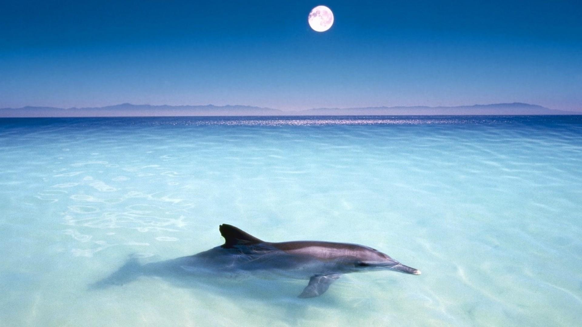 1920x1080 Oceanic Dolphin Wallpaper. Rainbow, Desktop