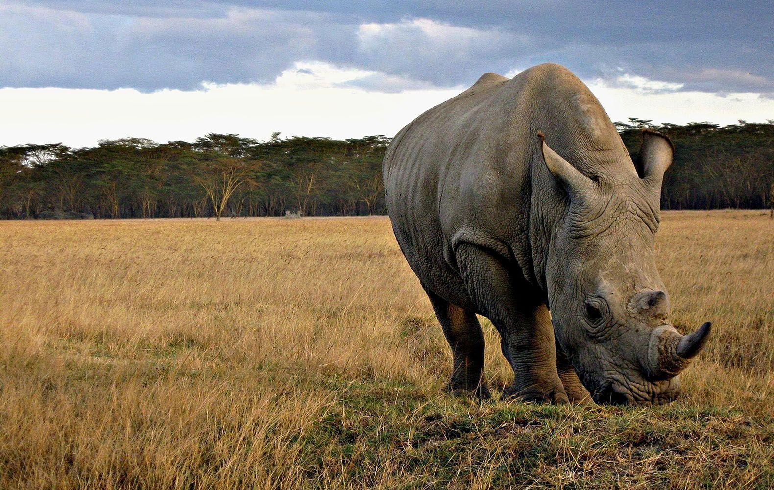 1580x1000 Rhinoceros Animals Photo Free Stock HQ Wallpaper Download, Desktop