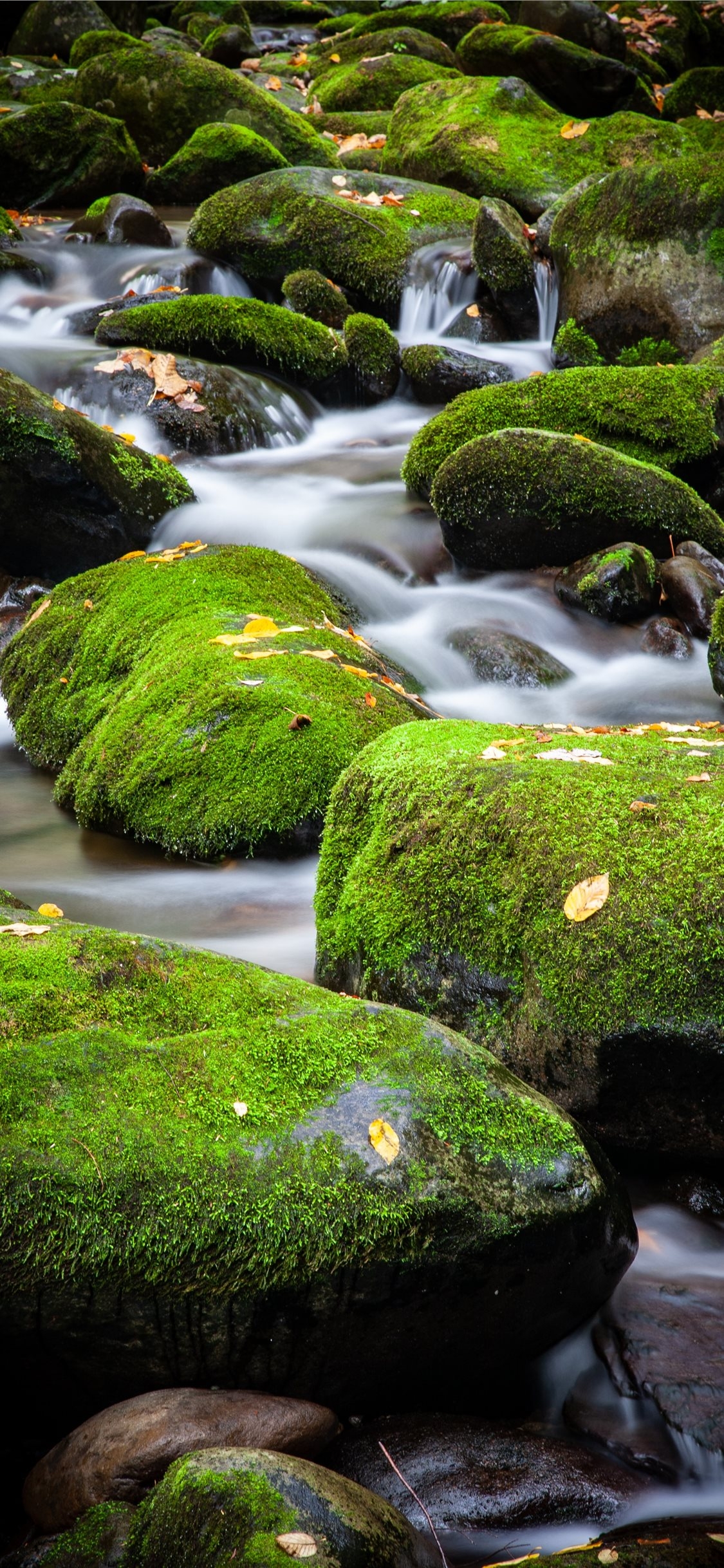 1130x2440 Latest Rainforest iPhone X HD Wallpaper, Phone