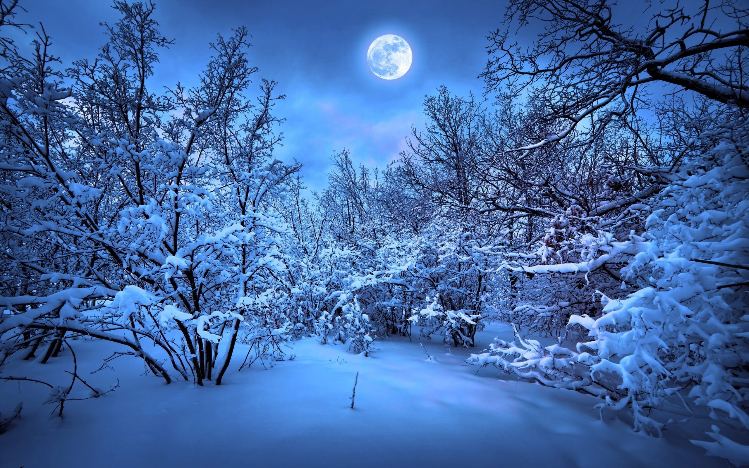 2560x1600 Winter Night Wallpaper, Desktop