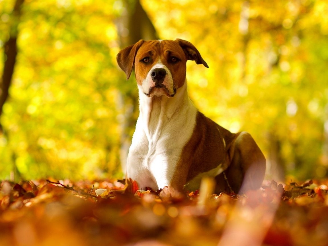 1160x870 Download wallpaper  dog, leaves, grass, eyes, fall, Desktop