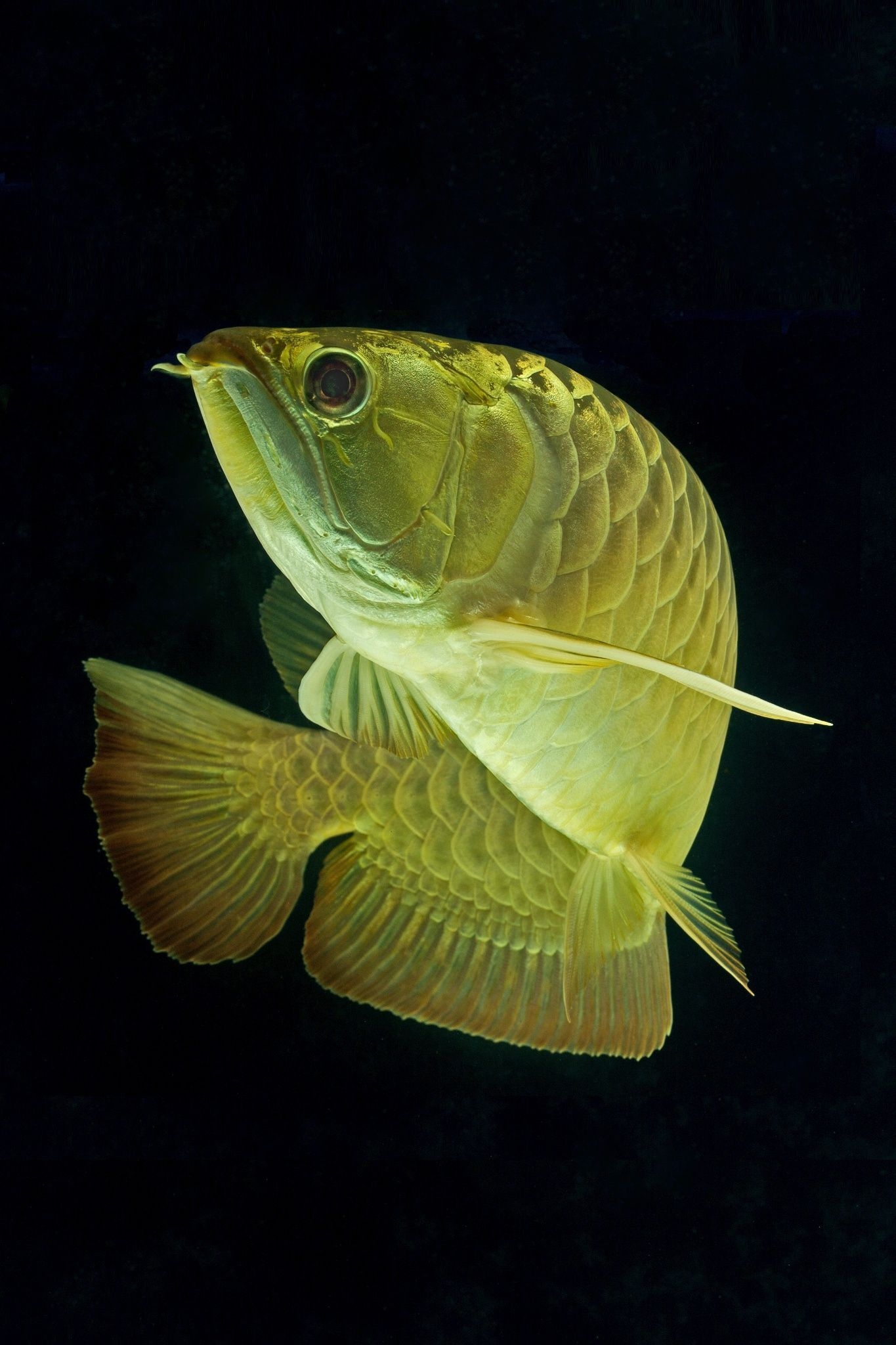 1370x2050 ASIAN AROWANA ideas. dragon fish, aquarium fish, fish pet, Phone