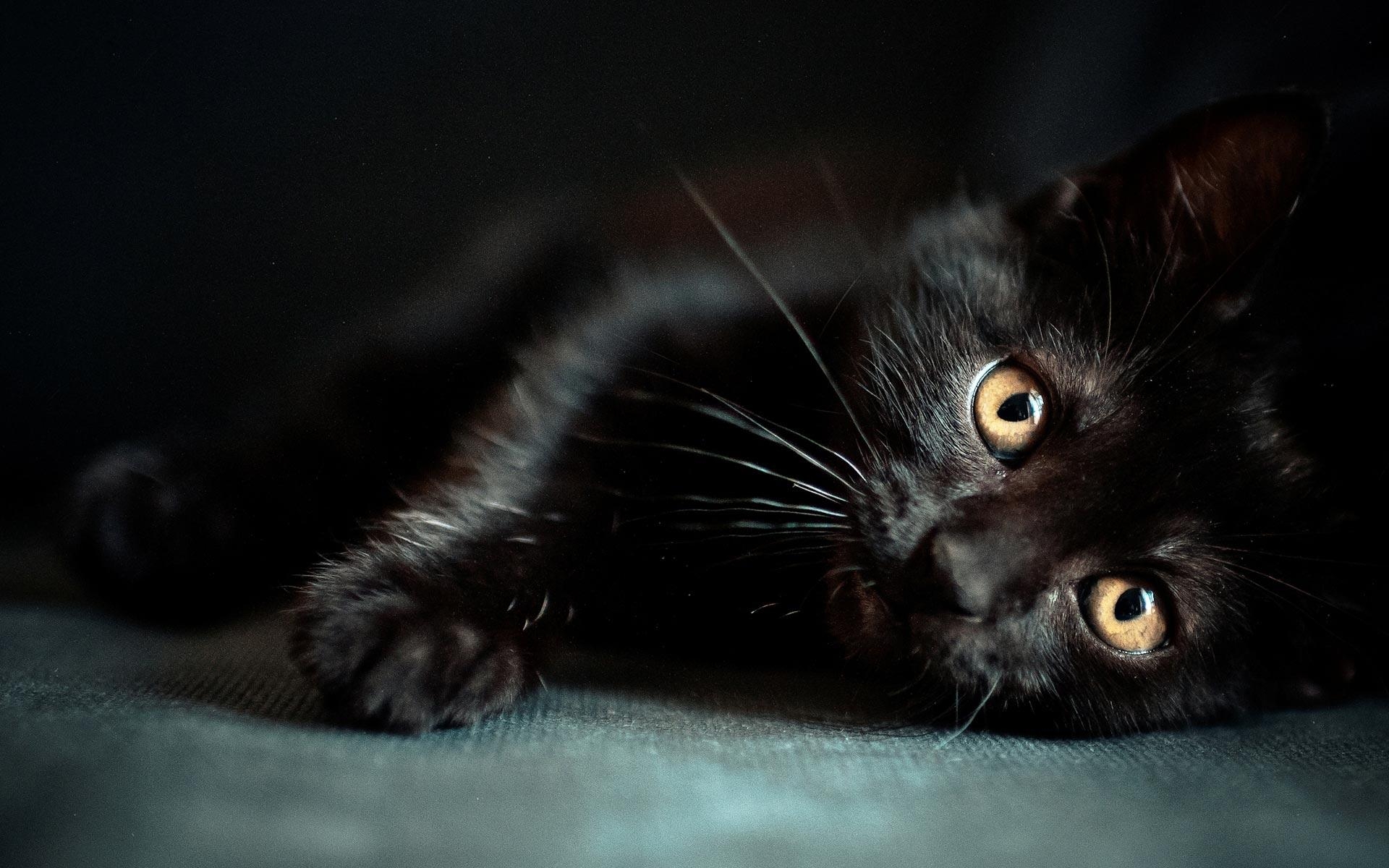 1920x1200 Black Cat Wallpaper Free Black Cat Background, Desktop