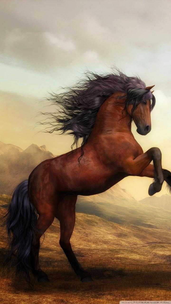 720x1280 Horse Wallpaper, Phone