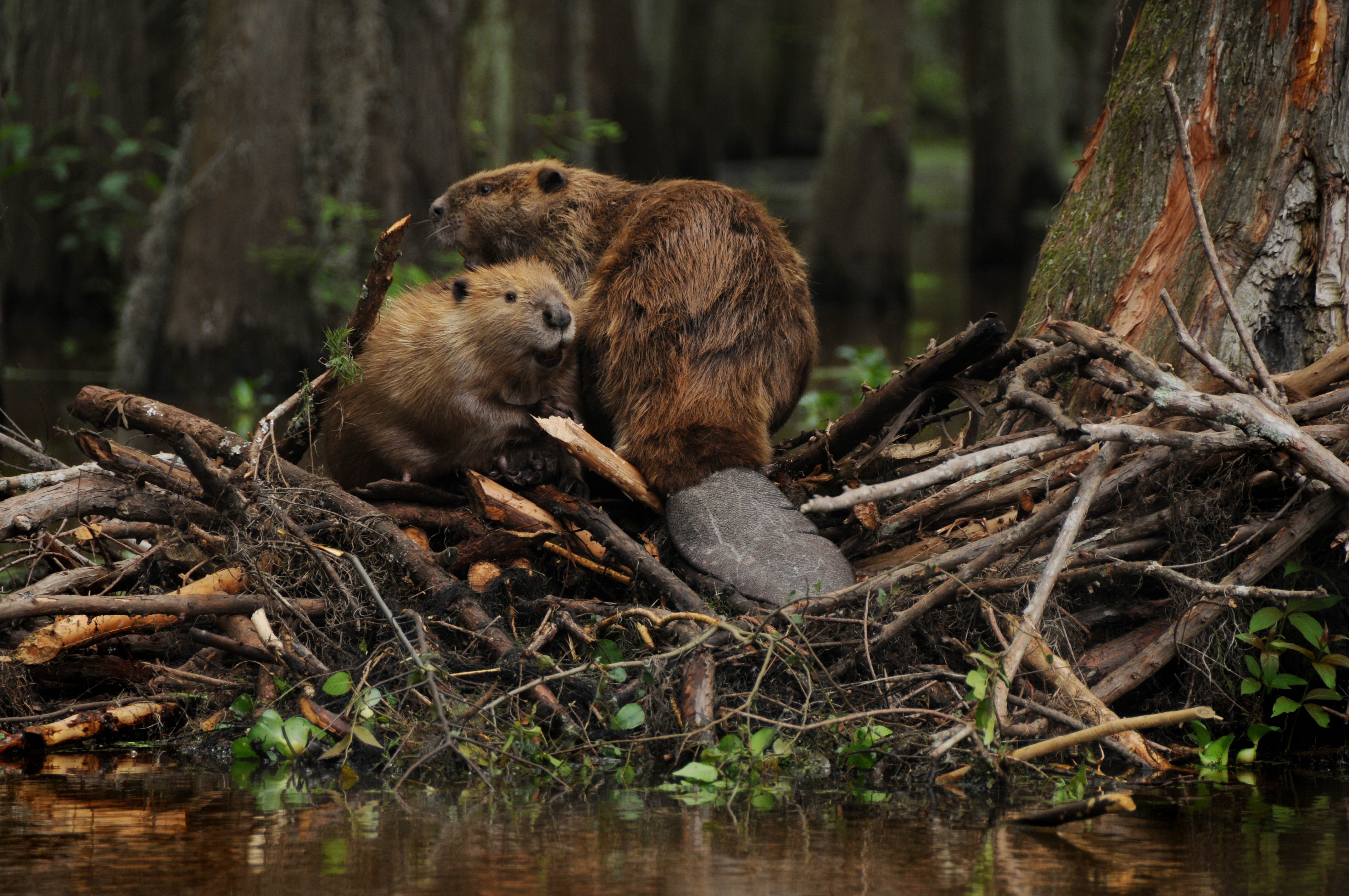 4290x2850 beaver, Rodent, Castor Wallpaper HD / Desktop and Mobile, Desktop