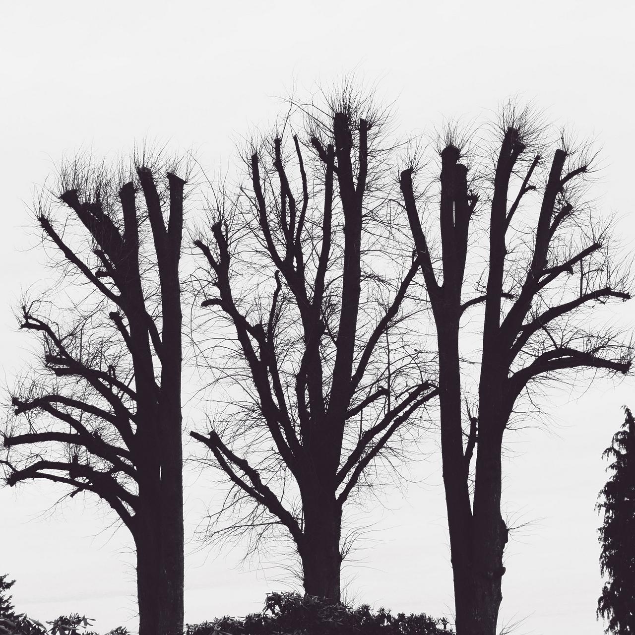 1280x1280 Download wallpaper  trees, branches, aesthetic, bw ipad, Phone