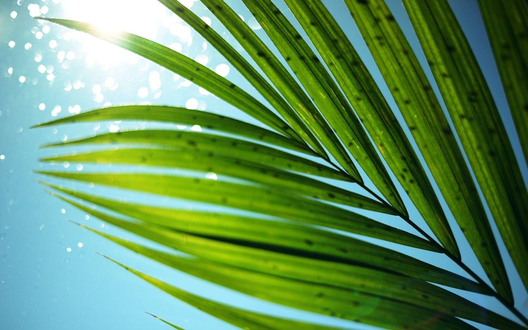 1680x1050 Macro Majestisc Palm Tree Leaf widescreen wallpaper. Wide, Desktop