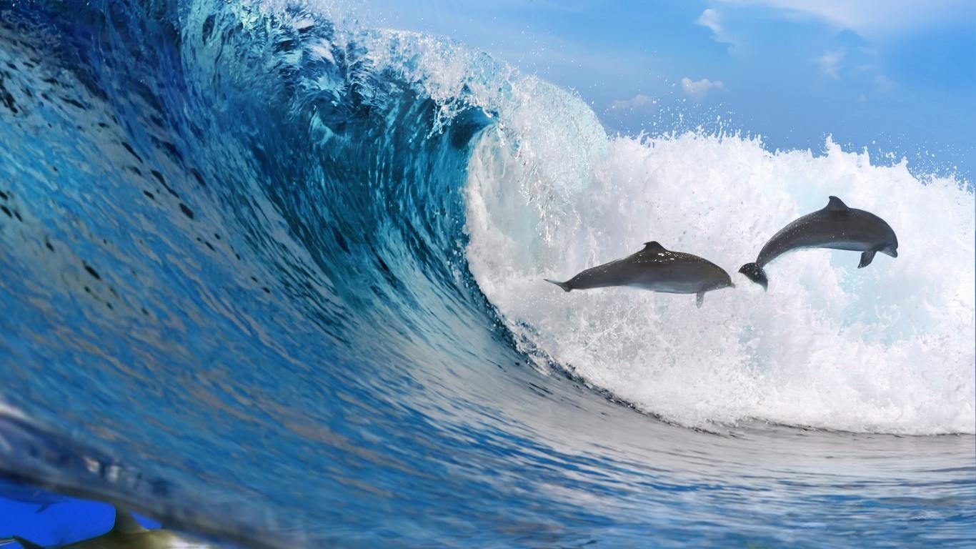 1370x770 Oceanic Dolphin Wallpaper. Rainbow, Desktop